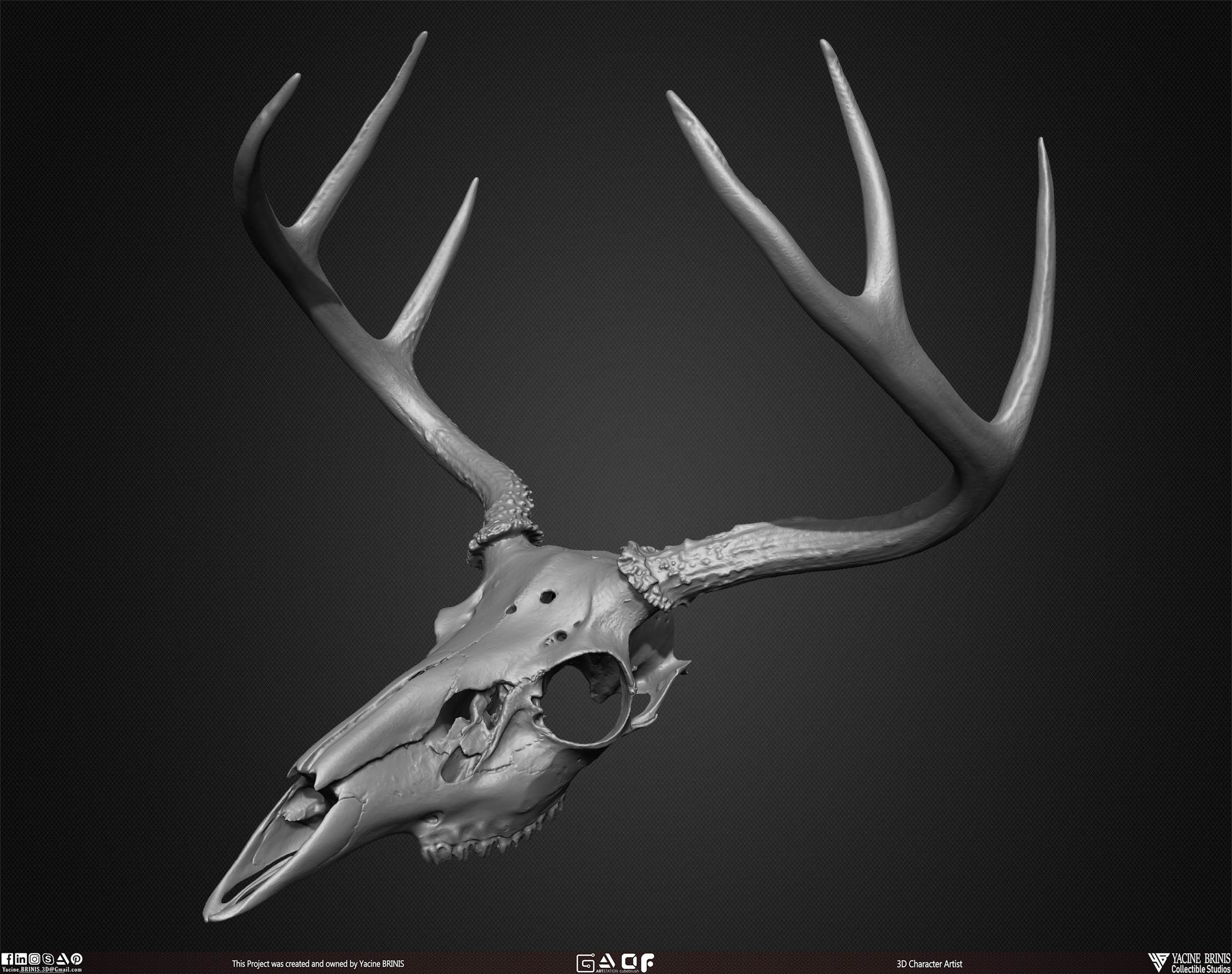 20 Animal Skulls Collection 01 Low-poly 3D model_41