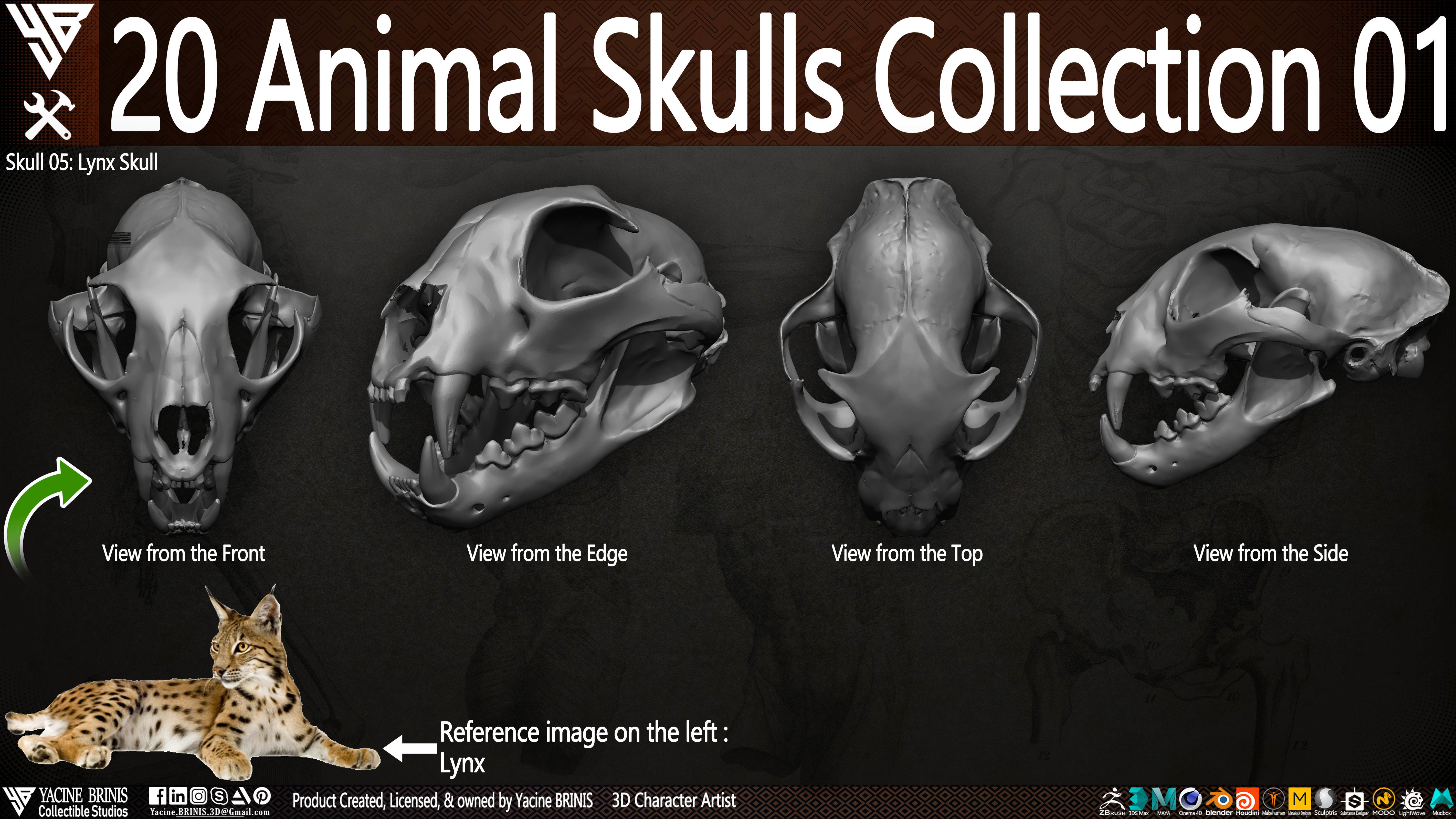 20 Animal Skulls Collection 01 Low-poly 3D model_18
