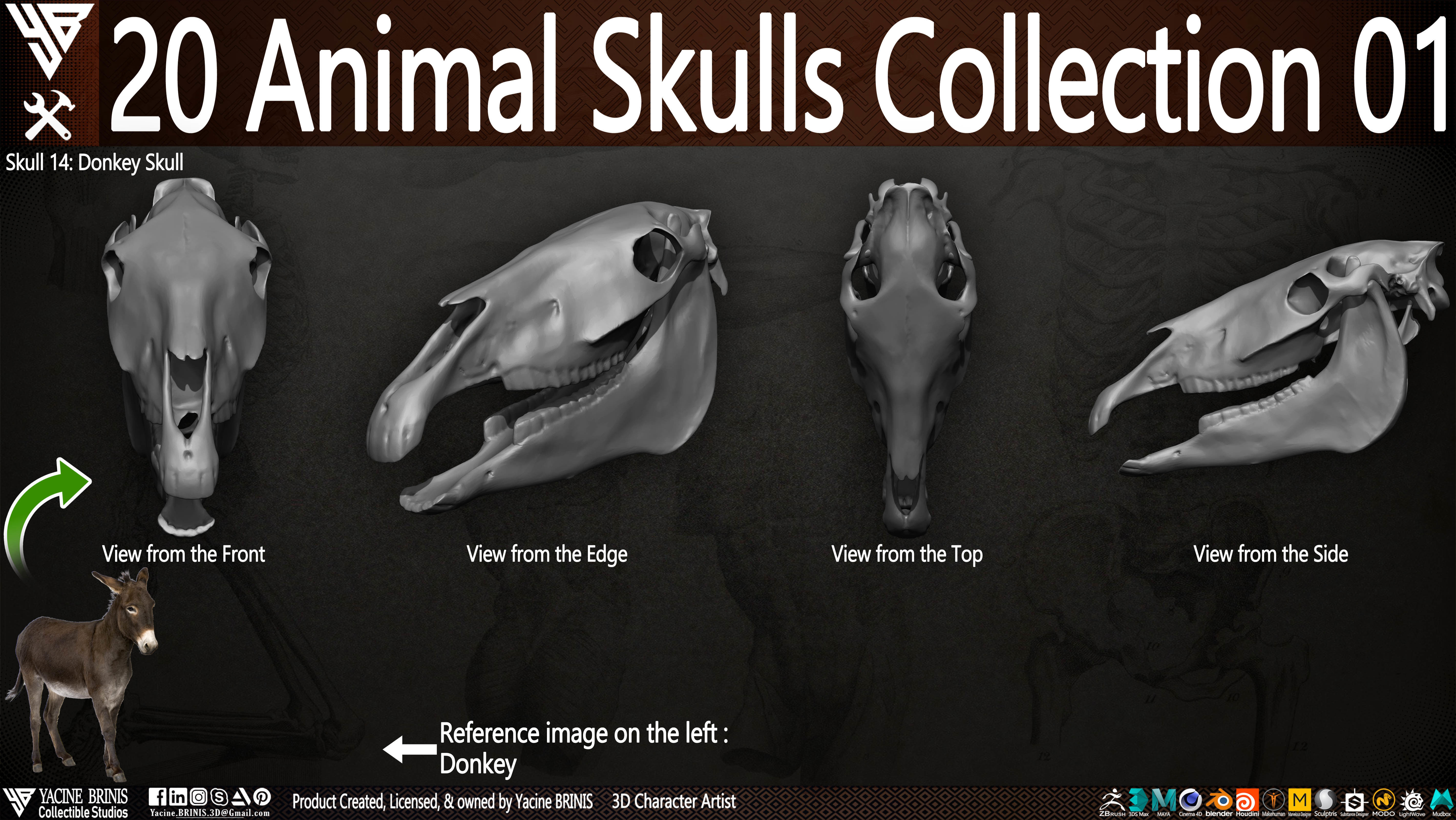 20 Animal Skulls Collection 01 Low-poly 3D model_9
