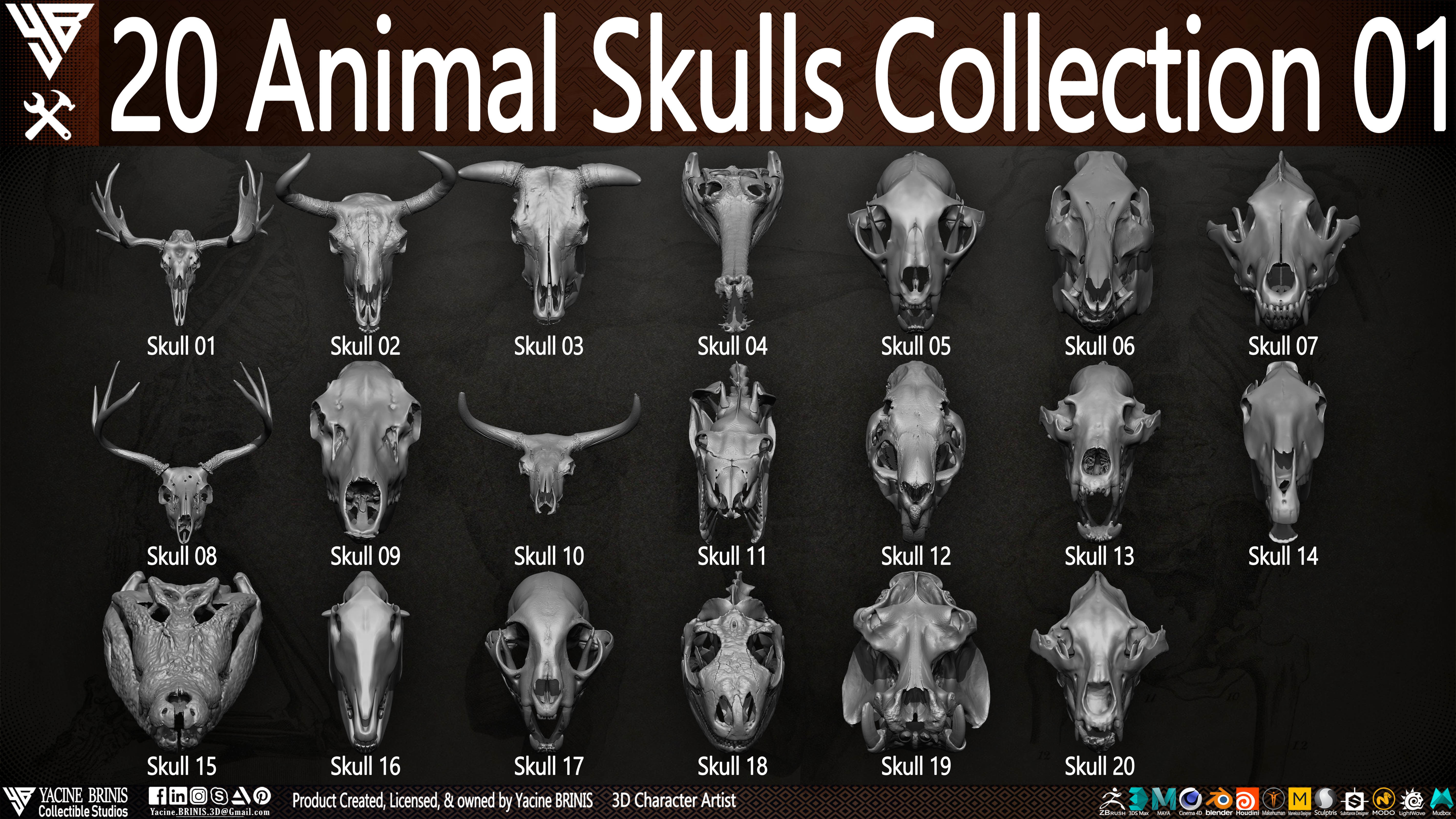 20 Animal Skulls Collection 01 Low-poly 3D model_6