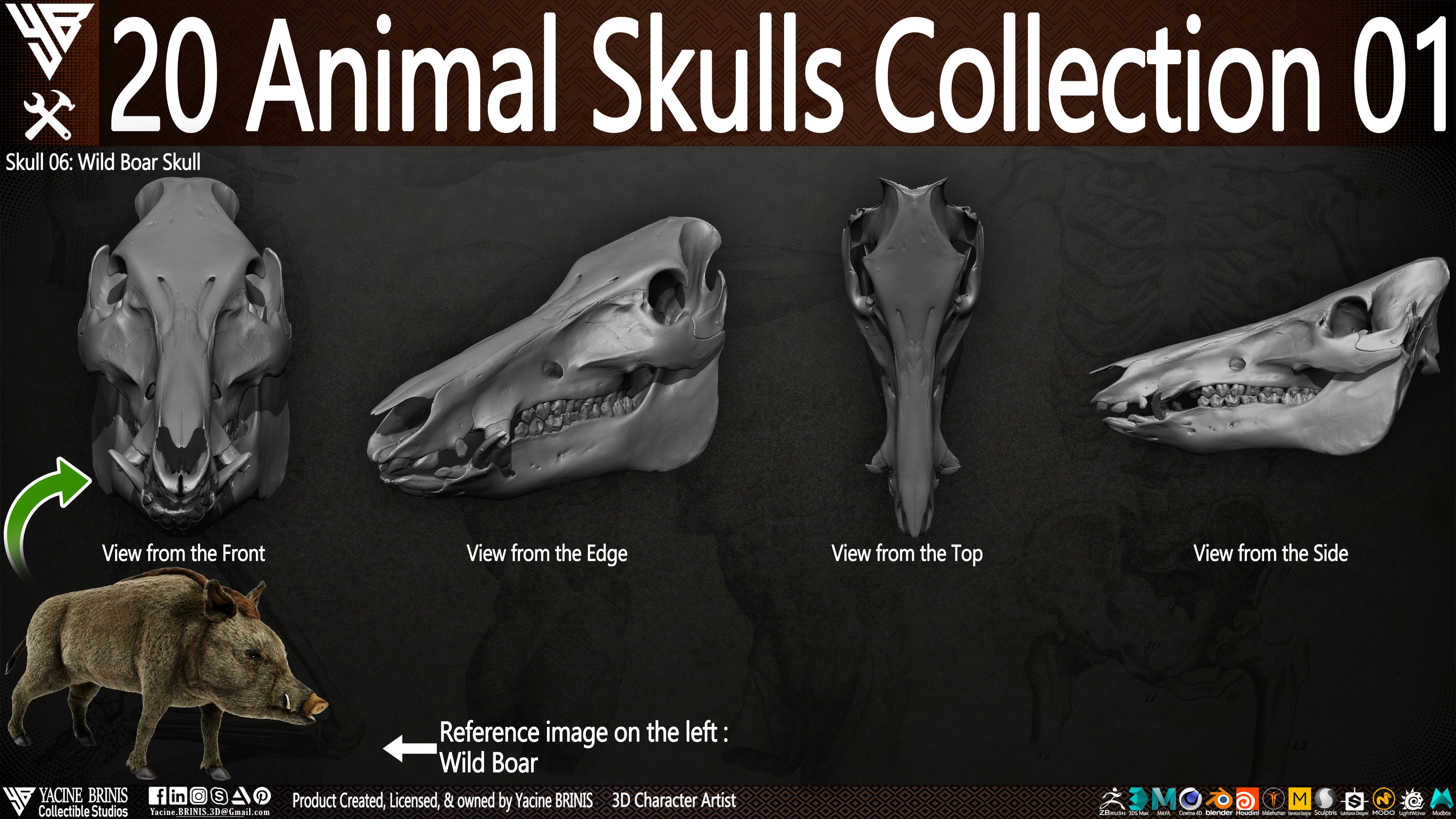 20 Animal Skulls Collection 01 Low-poly 3D model_20