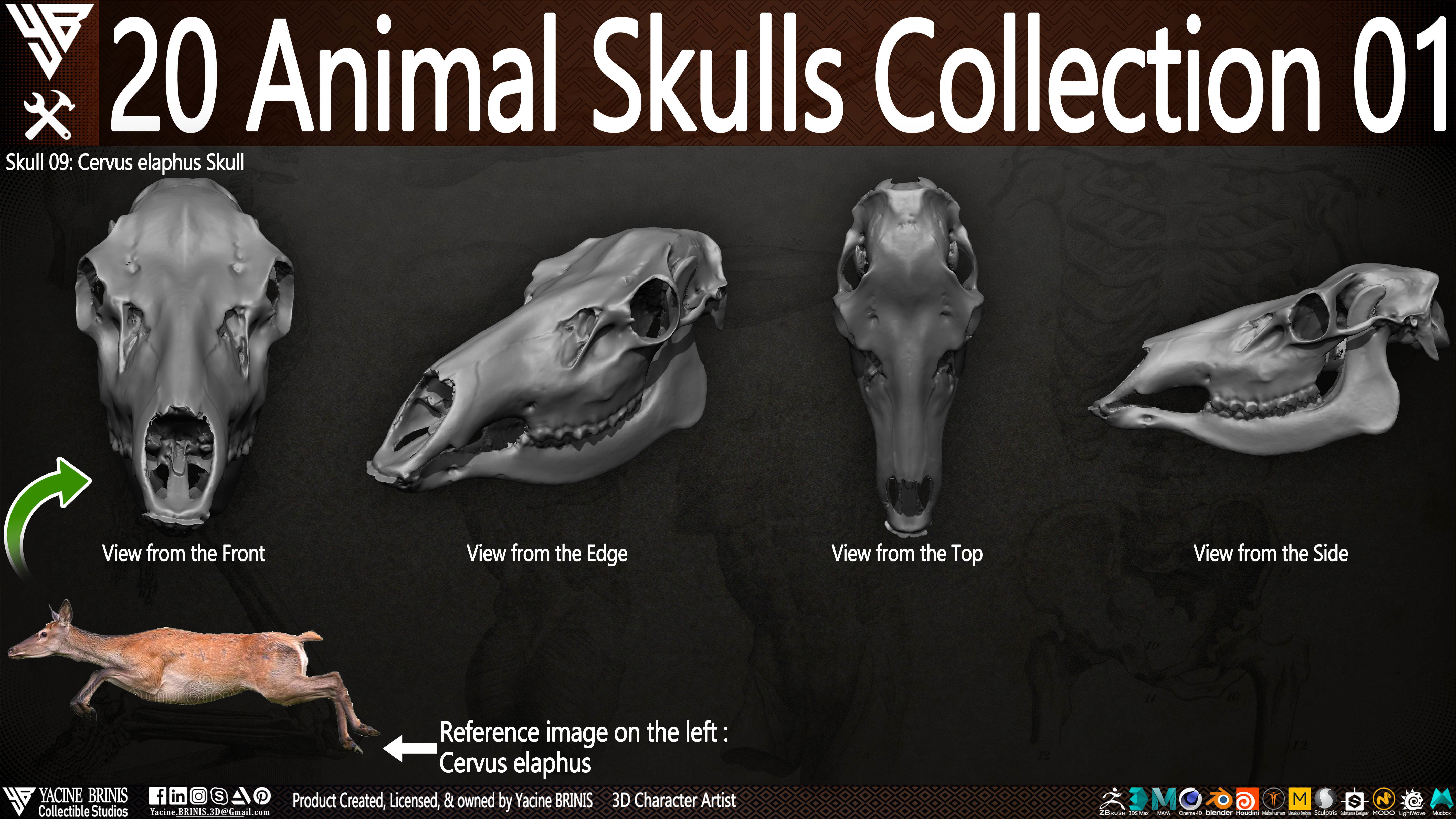 20 Animal Skulls Collection 01 Low-poly 3D model_15