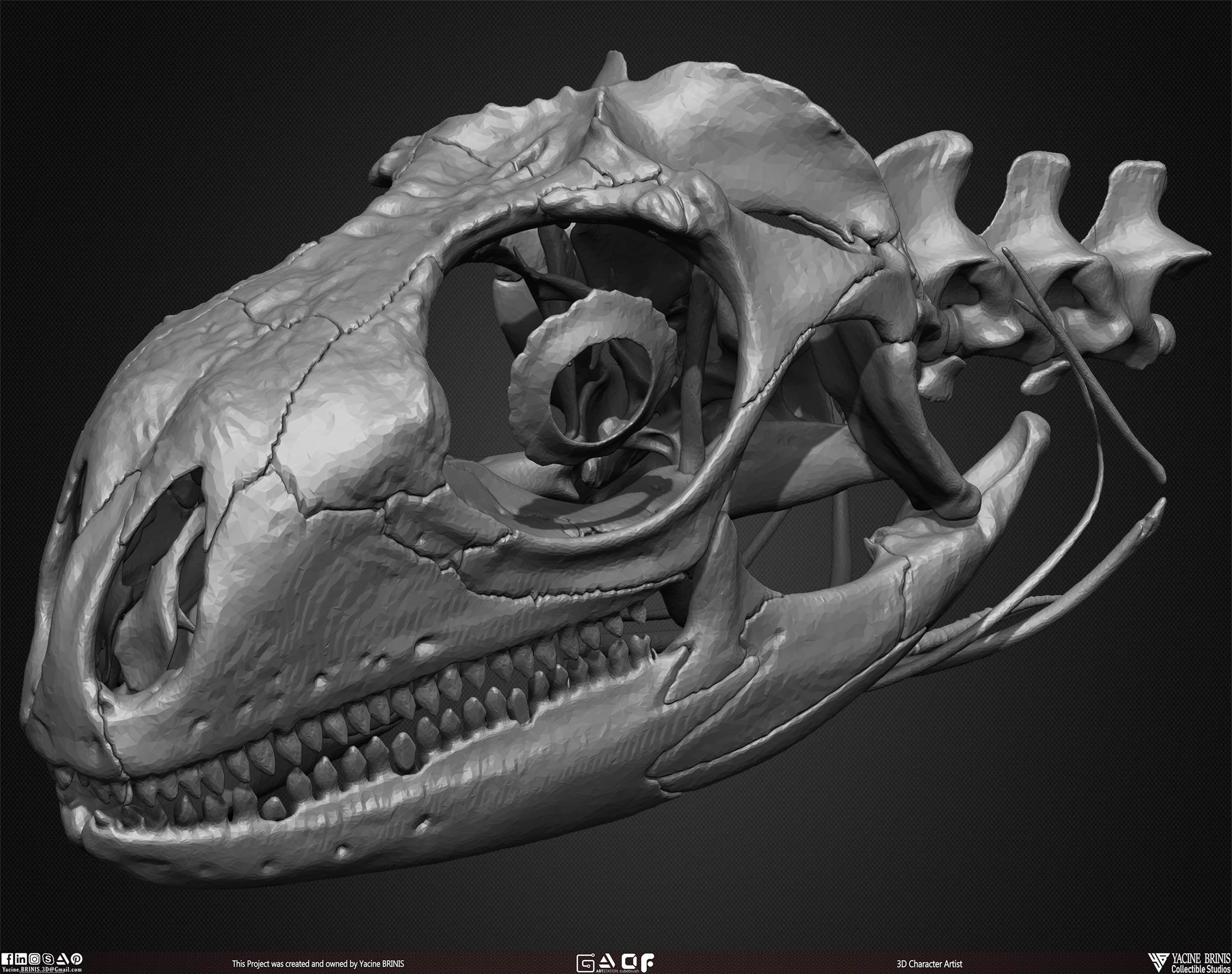 20 Animal Skulls Collection 01 Low-poly 3D model_34