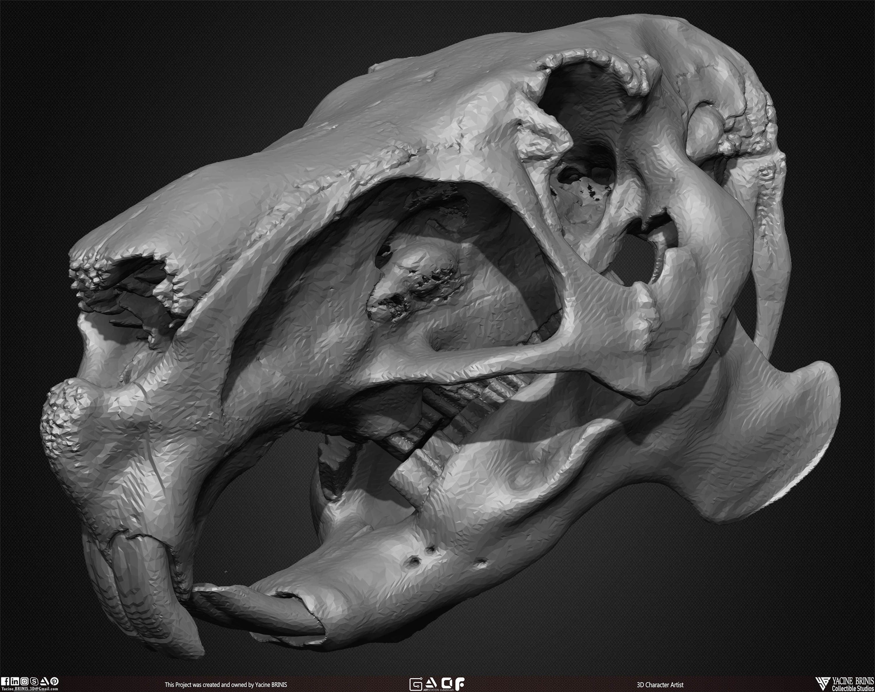 20 Animal Skulls Collection 01 Low-poly 3D model_39