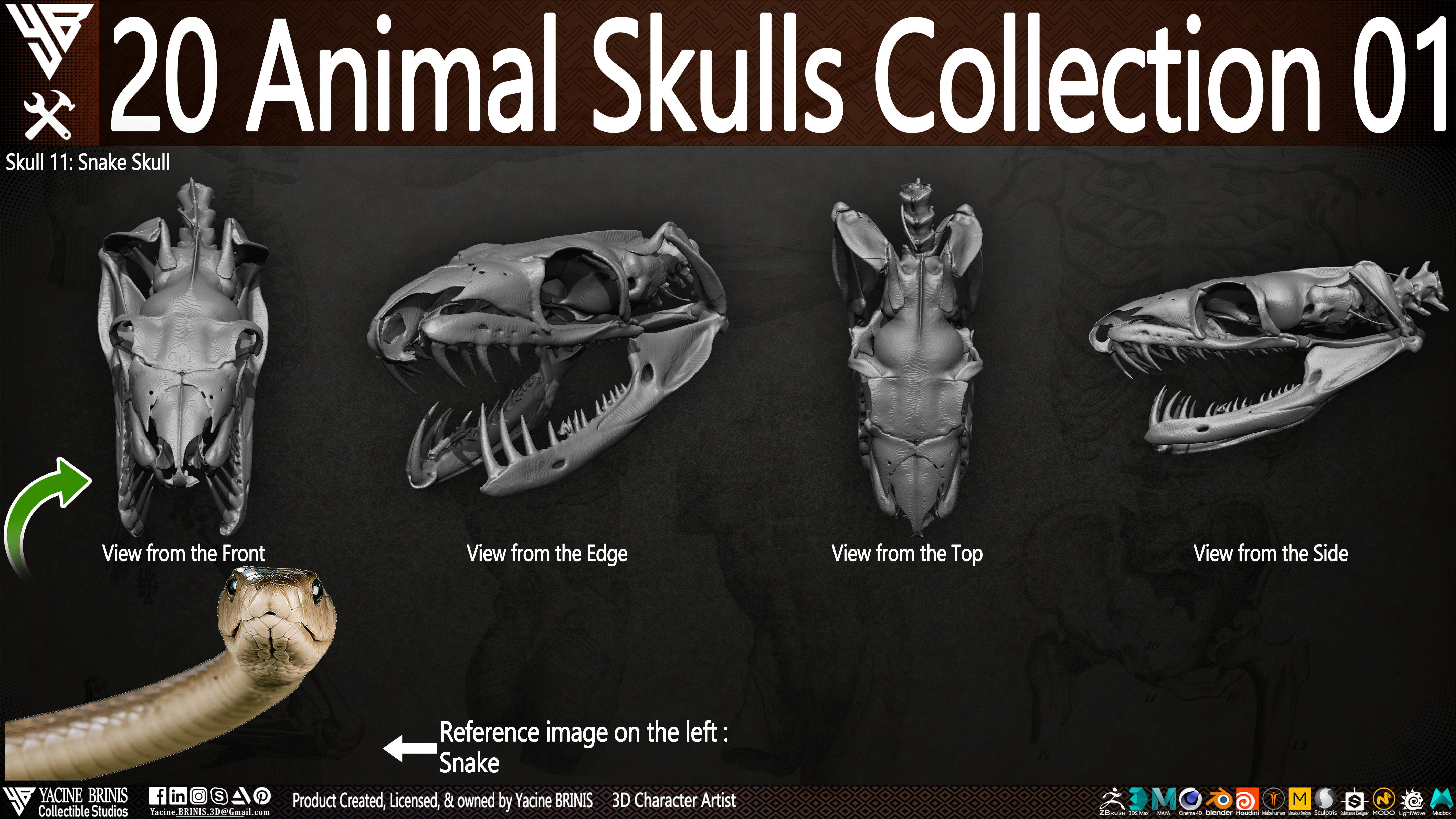 20 Animal Skulls Collection 01 Low-poly 3D model_14