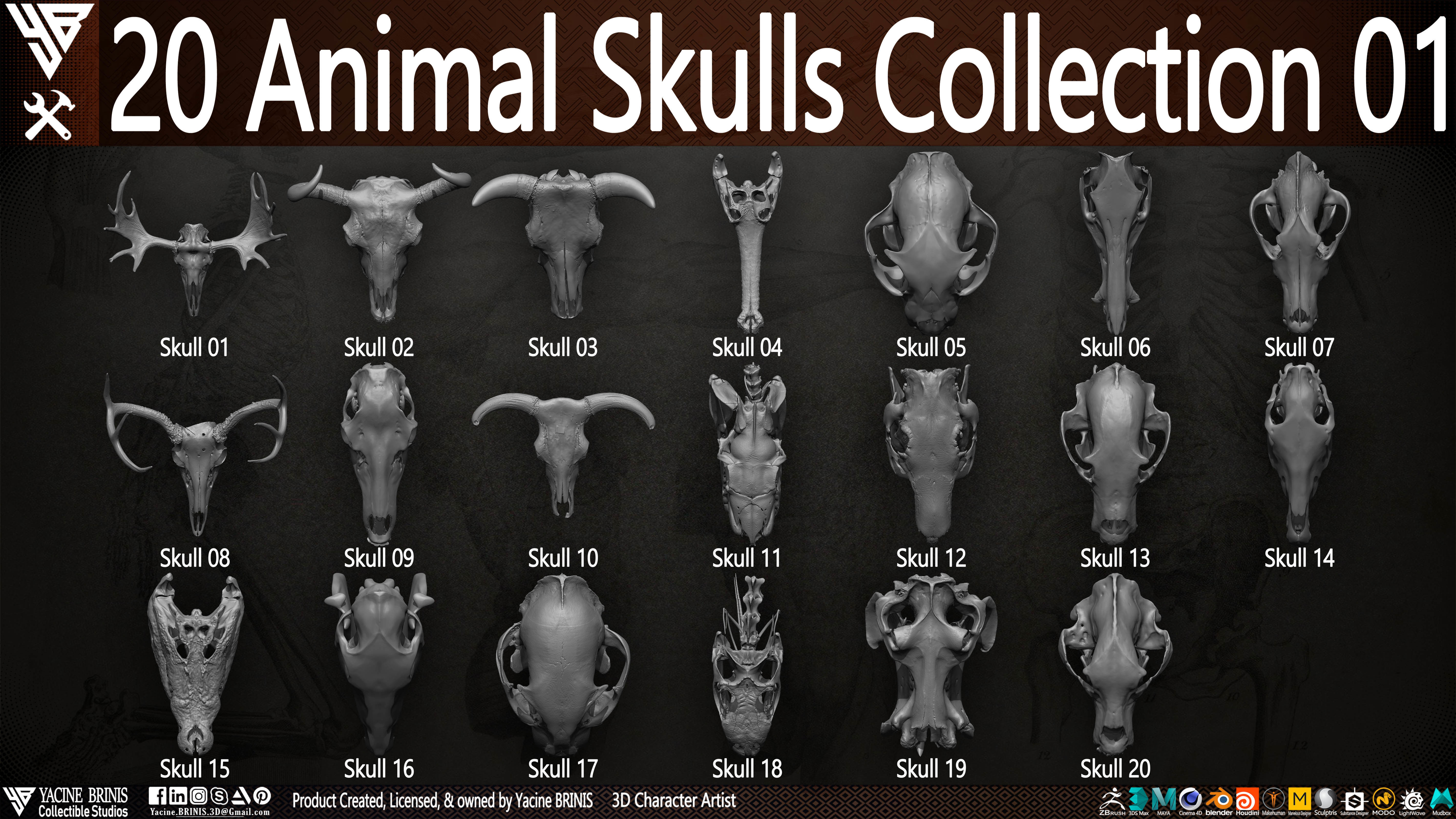 20 Animal Skulls Collection 01 Low-poly 3D model_5