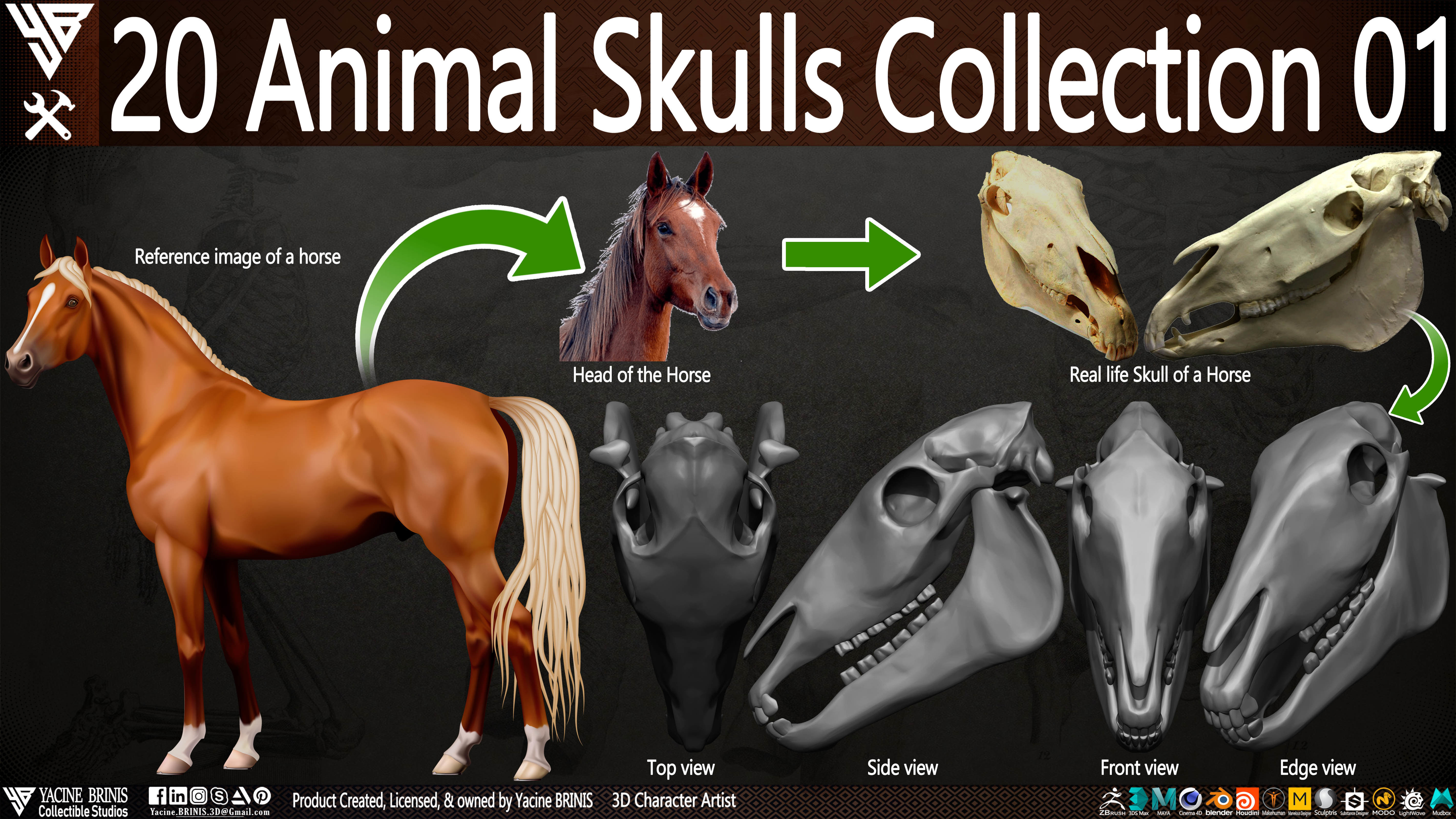 20 Animal Skulls Collection 01 Low-poly 3D model_22