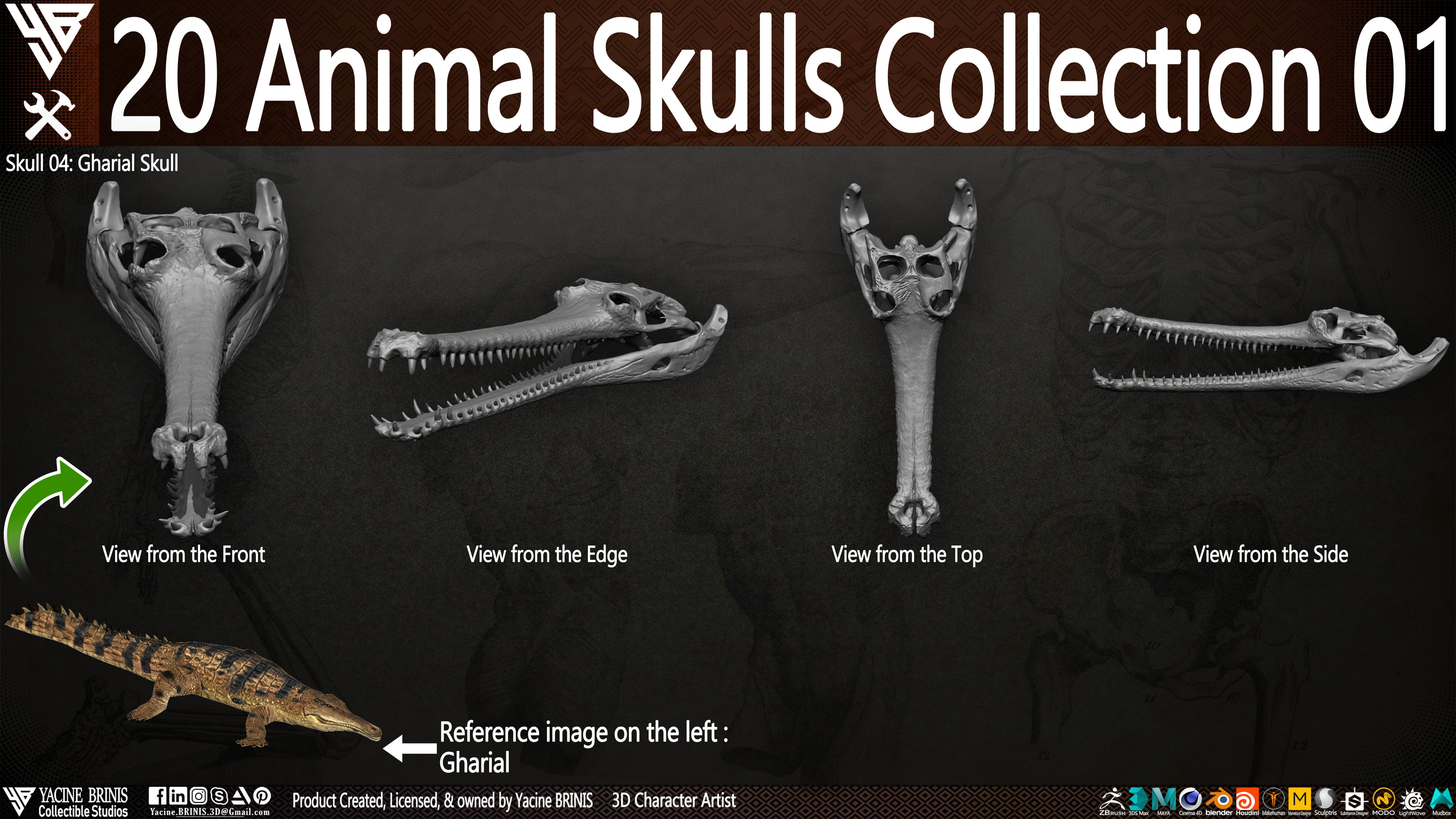 20 Animal Skulls Collection 01 Low-poly 3D model_23