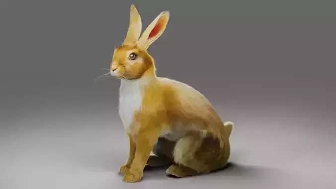 Fur Rabbit V01 Rigged in Blender Low-poly 3D model