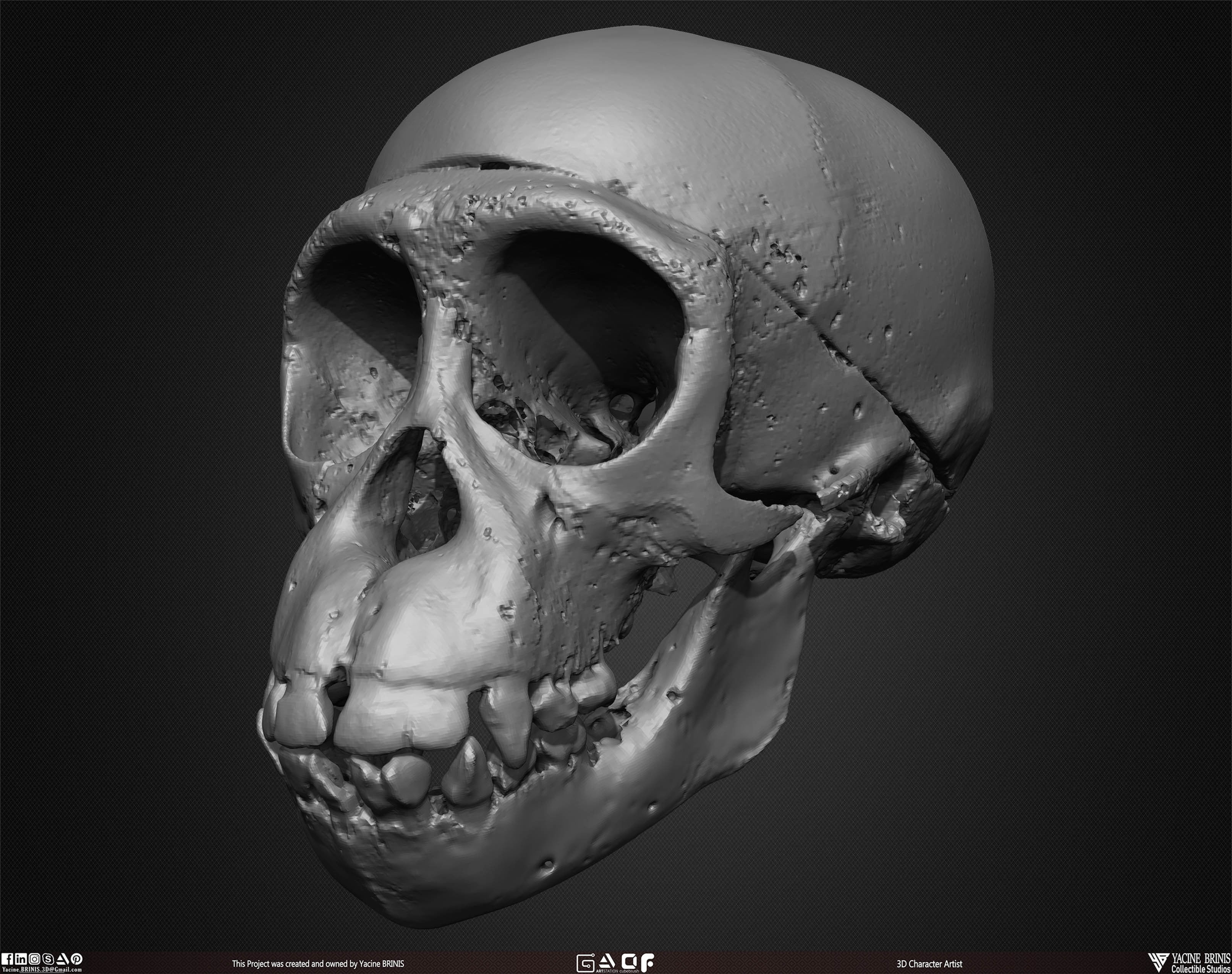 20 Animal Skulls Collection 02 Low-poly 3D model_29