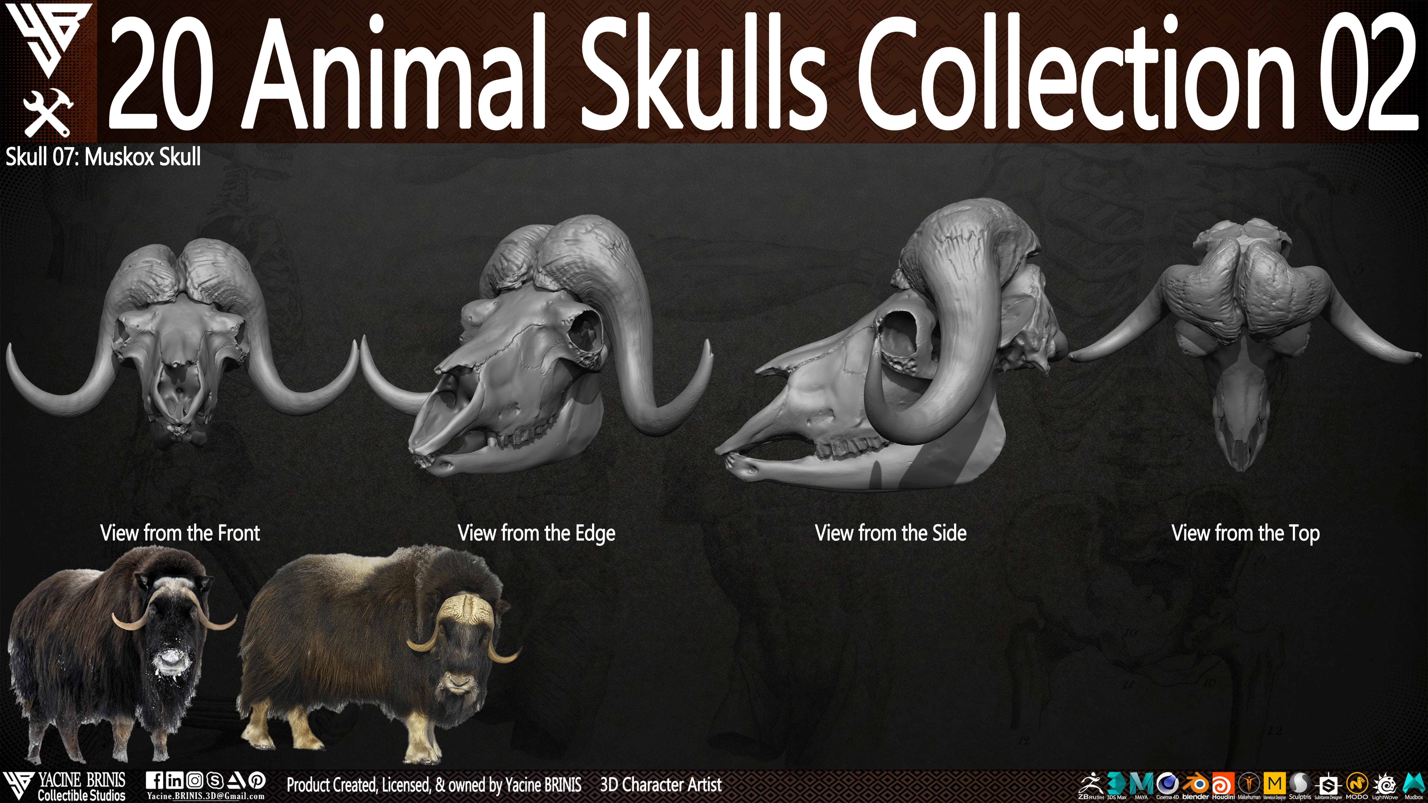 20 Animal Skulls Collection 02 Low-poly 3D model_11