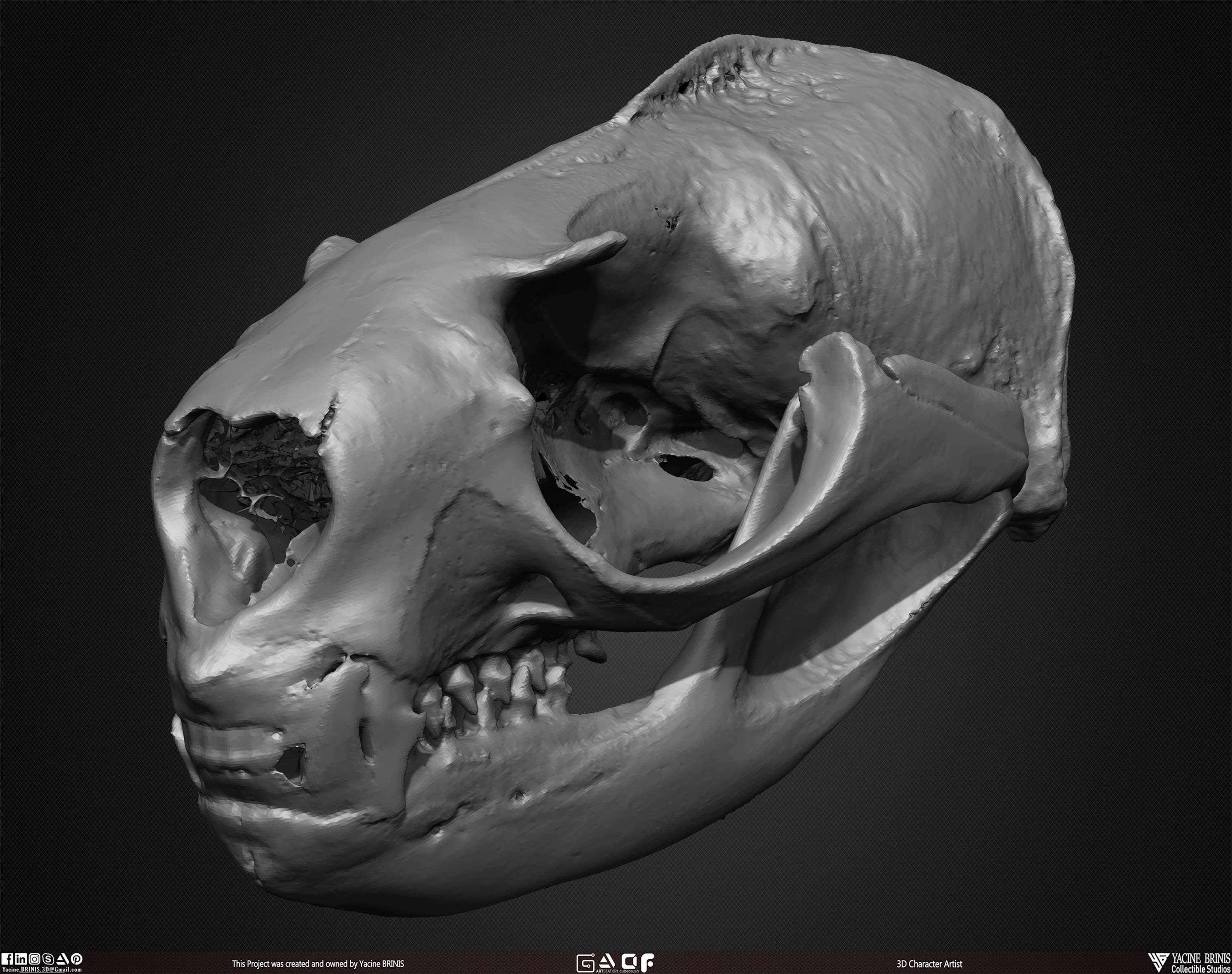 20 Animal Skulls Collection 02 Low-poly 3D model_44
