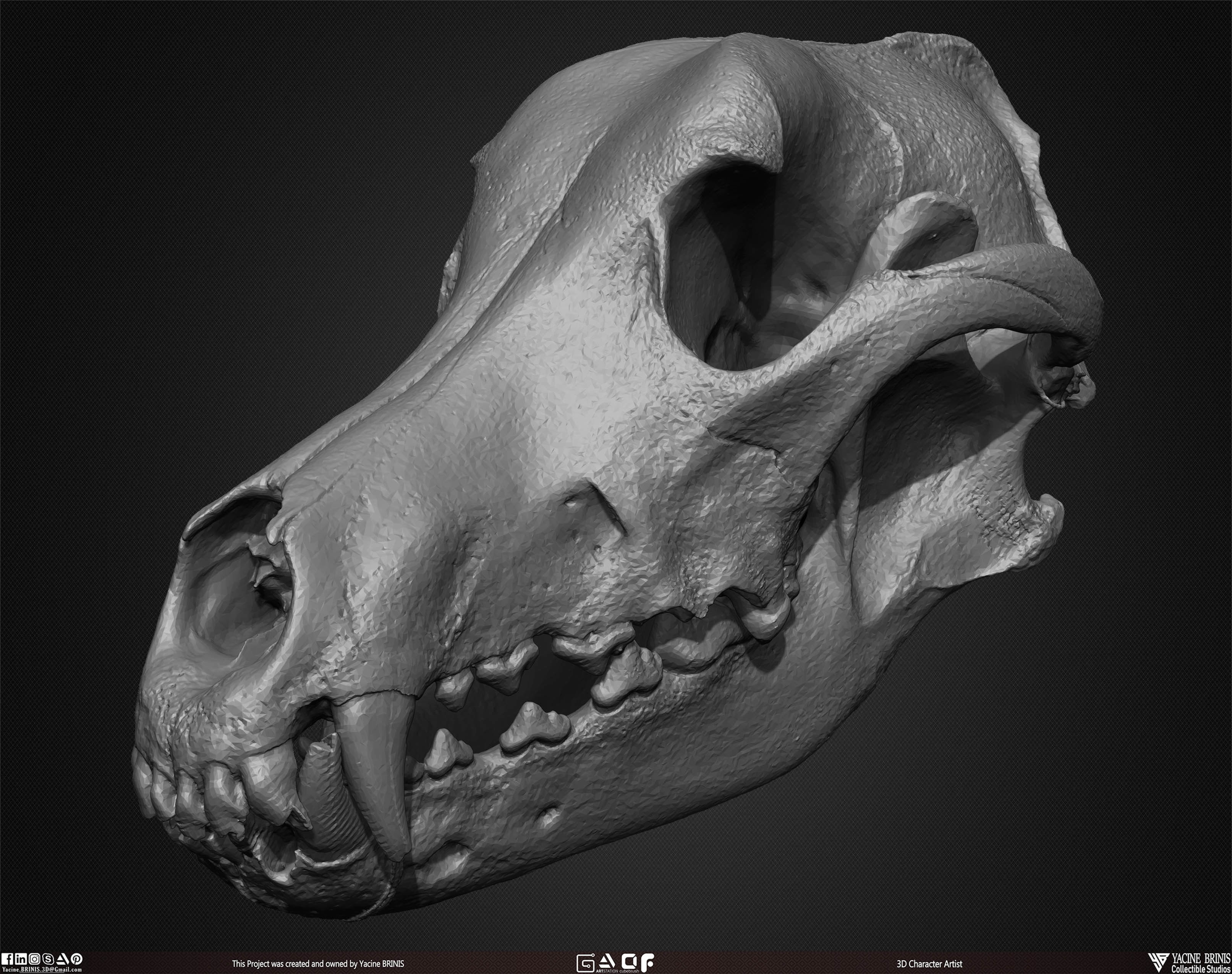 20 Animal Skulls Collection 02 Low-poly 3D model_48