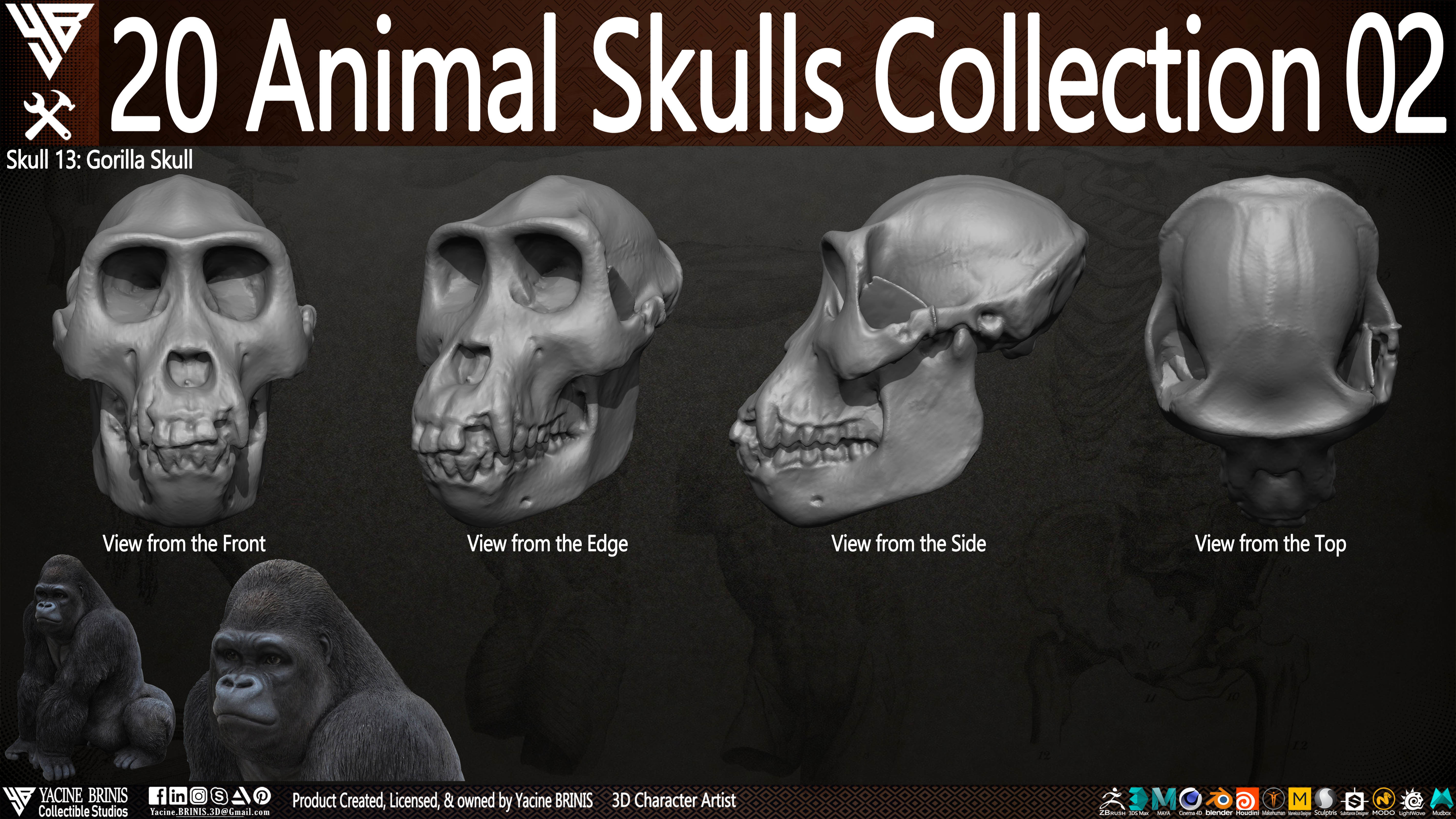 20 Animal Skulls Collection 02 Low-poly 3D model_17