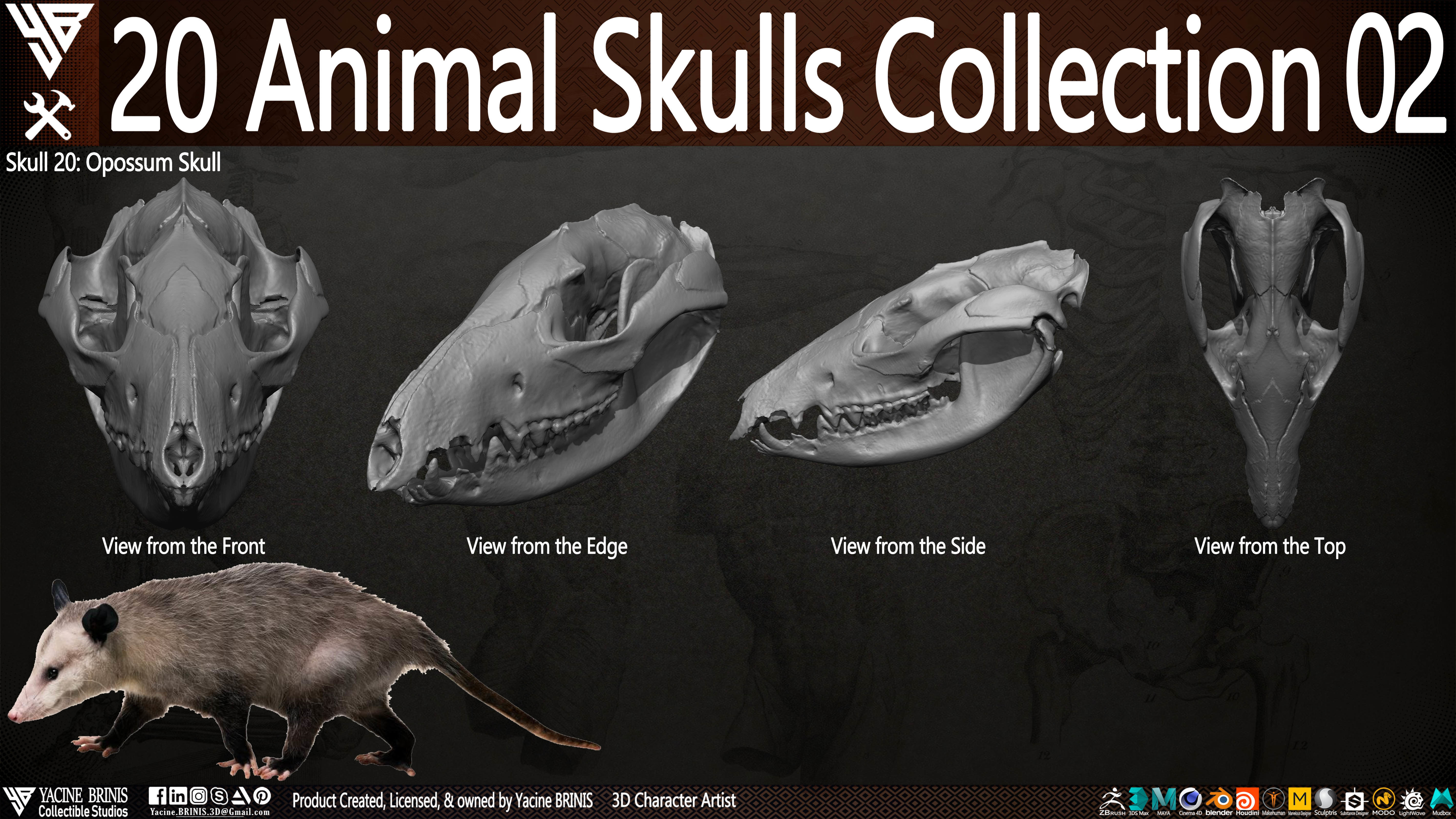 20 Animal Skulls Collection 02 Low-poly 3D model_21