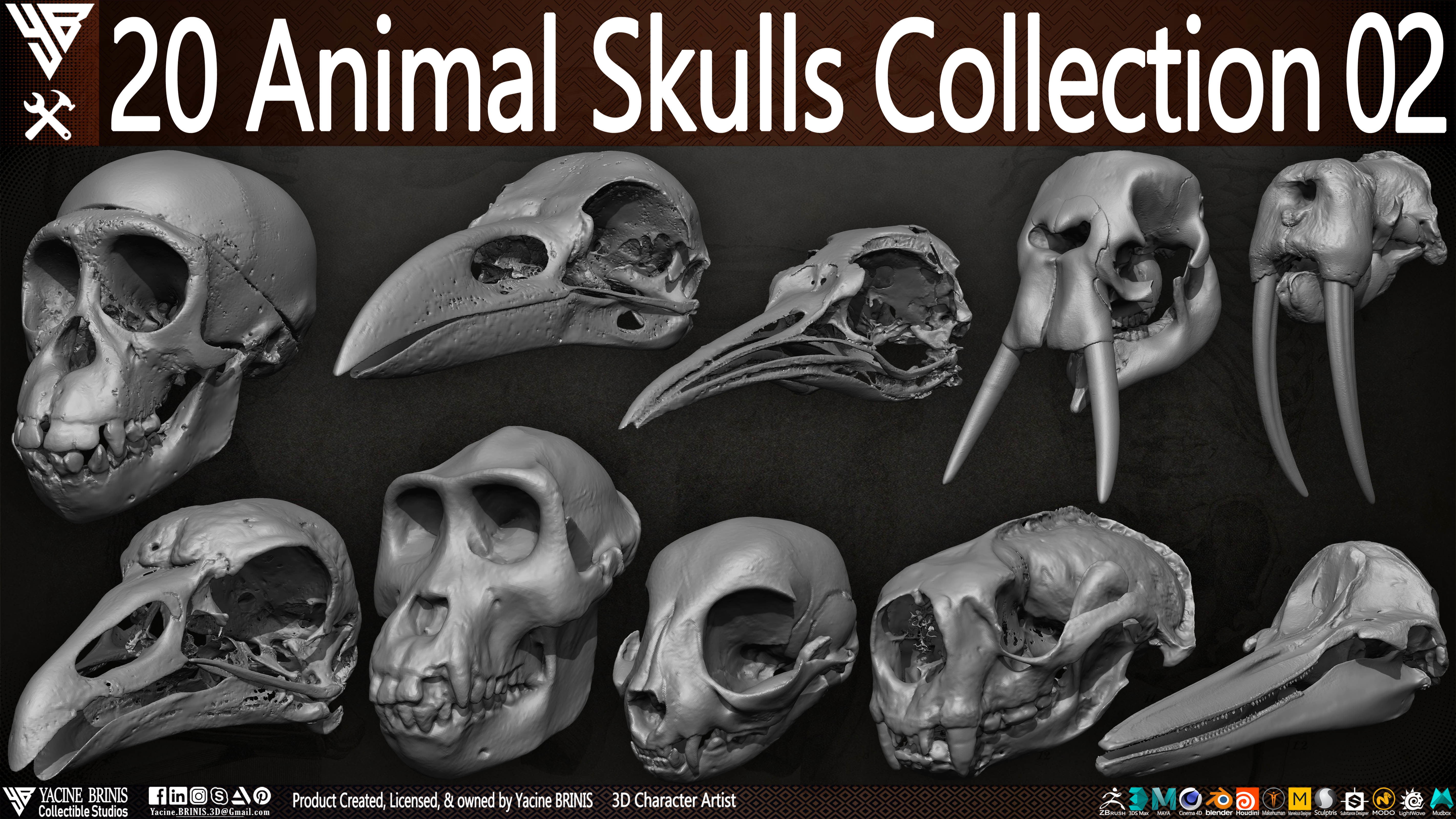 20 Animal Skulls Collection 02 Low-poly 3D model_27