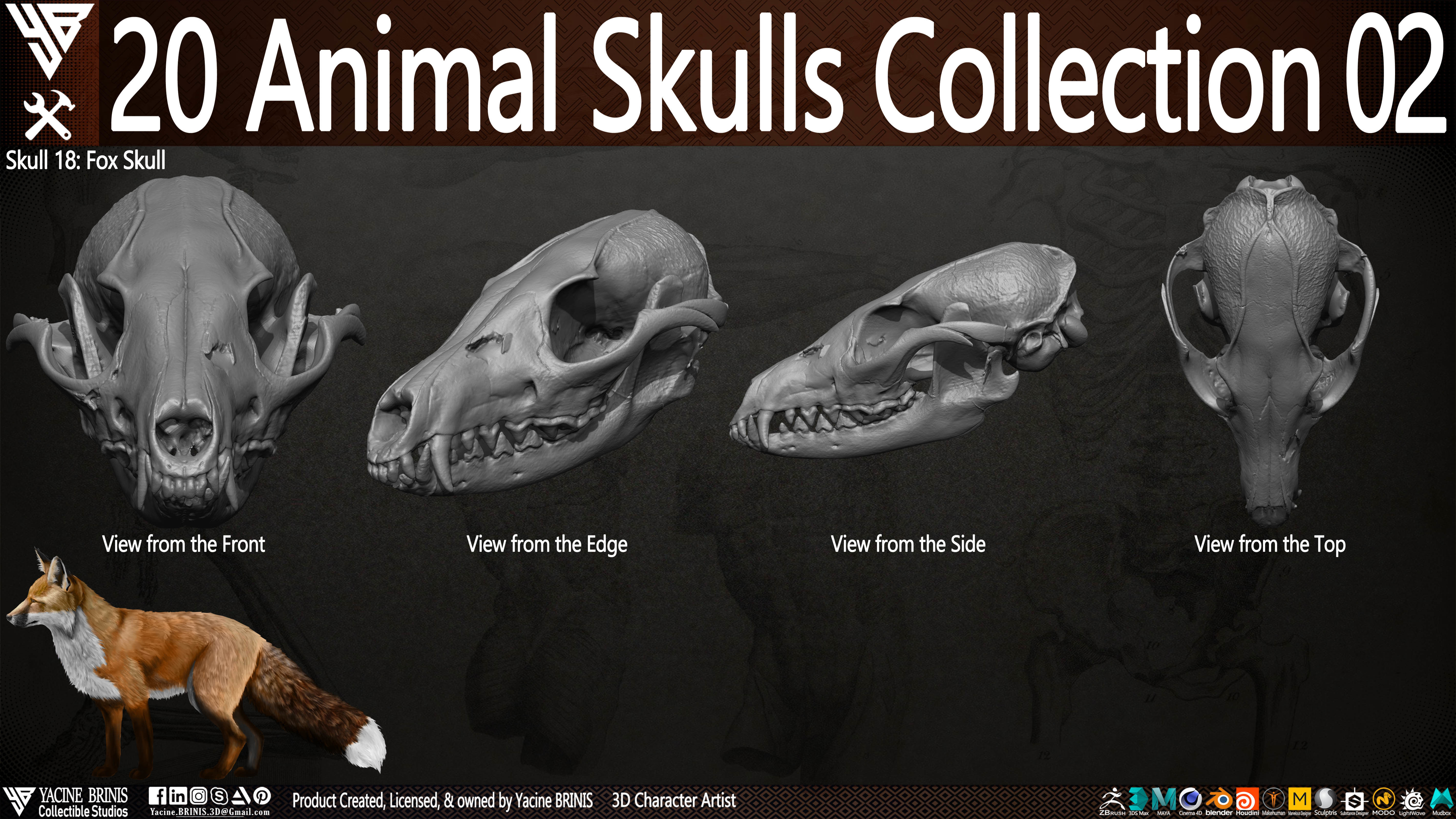 20 Animal Skulls Collection 02 Low-poly 3D model_22