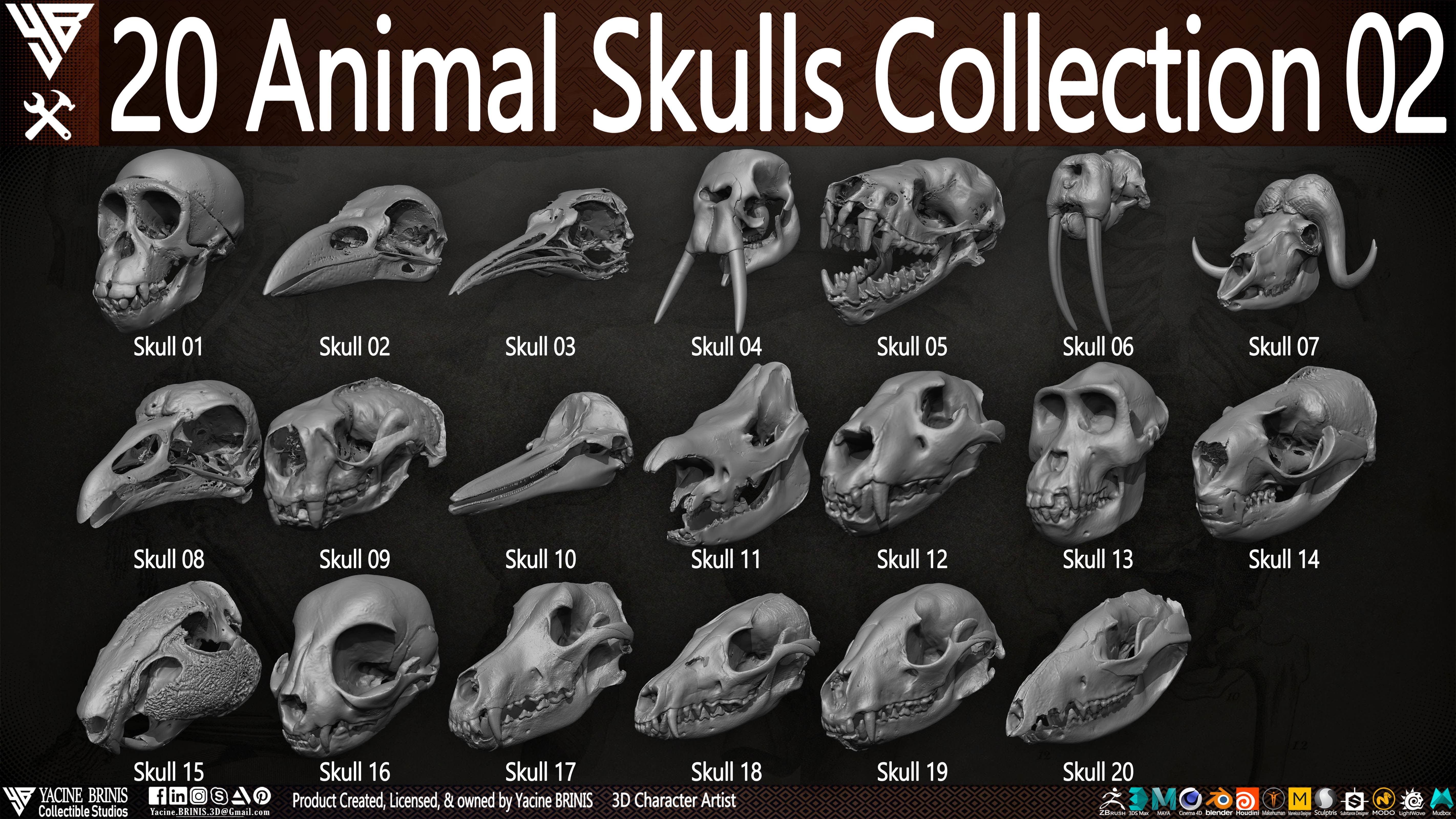 20 Animal Skulls Collection 02 Low-poly 3D model_3
