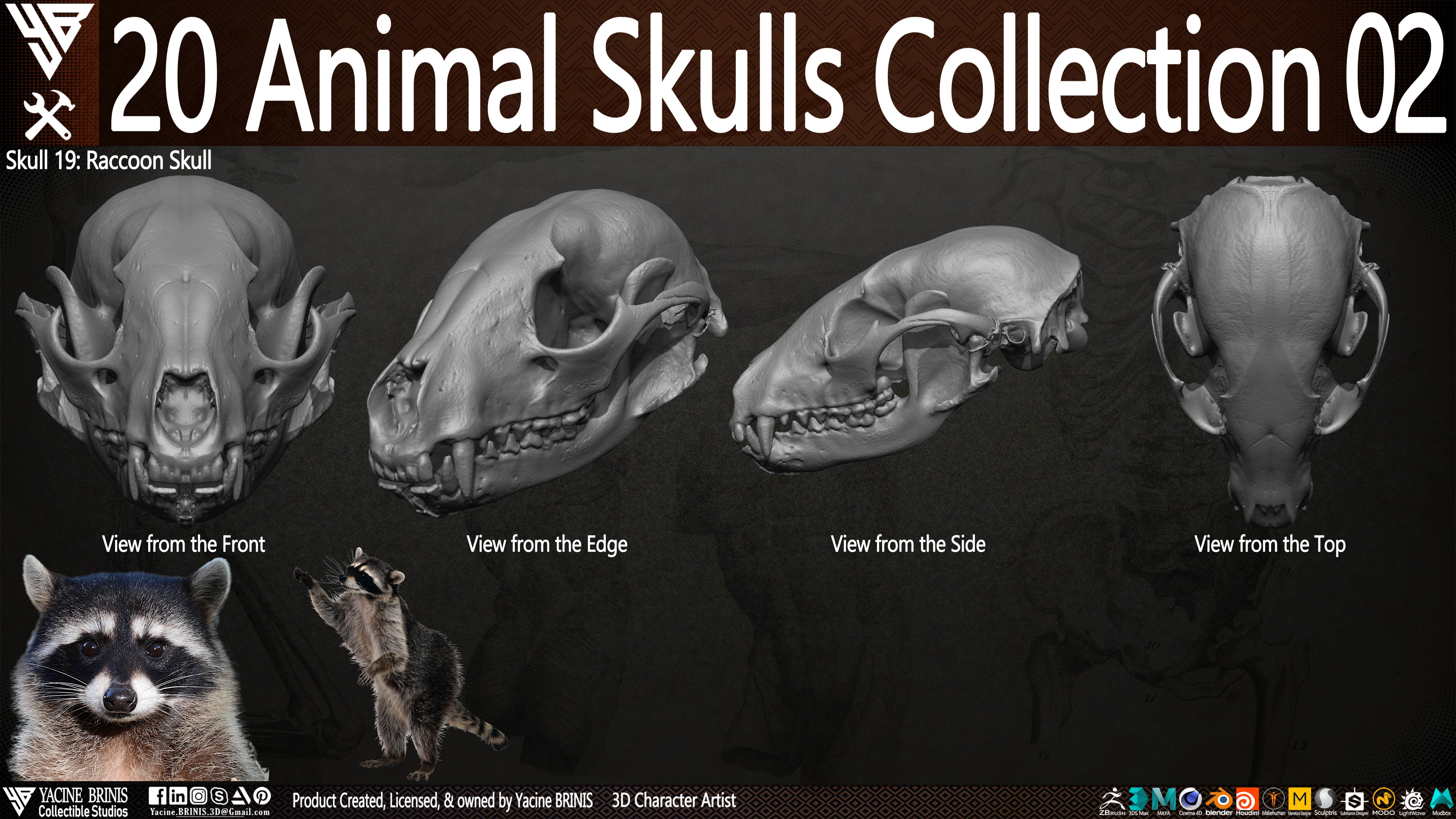 20 Animal Skulls Collection 02 Low-poly 3D model_28