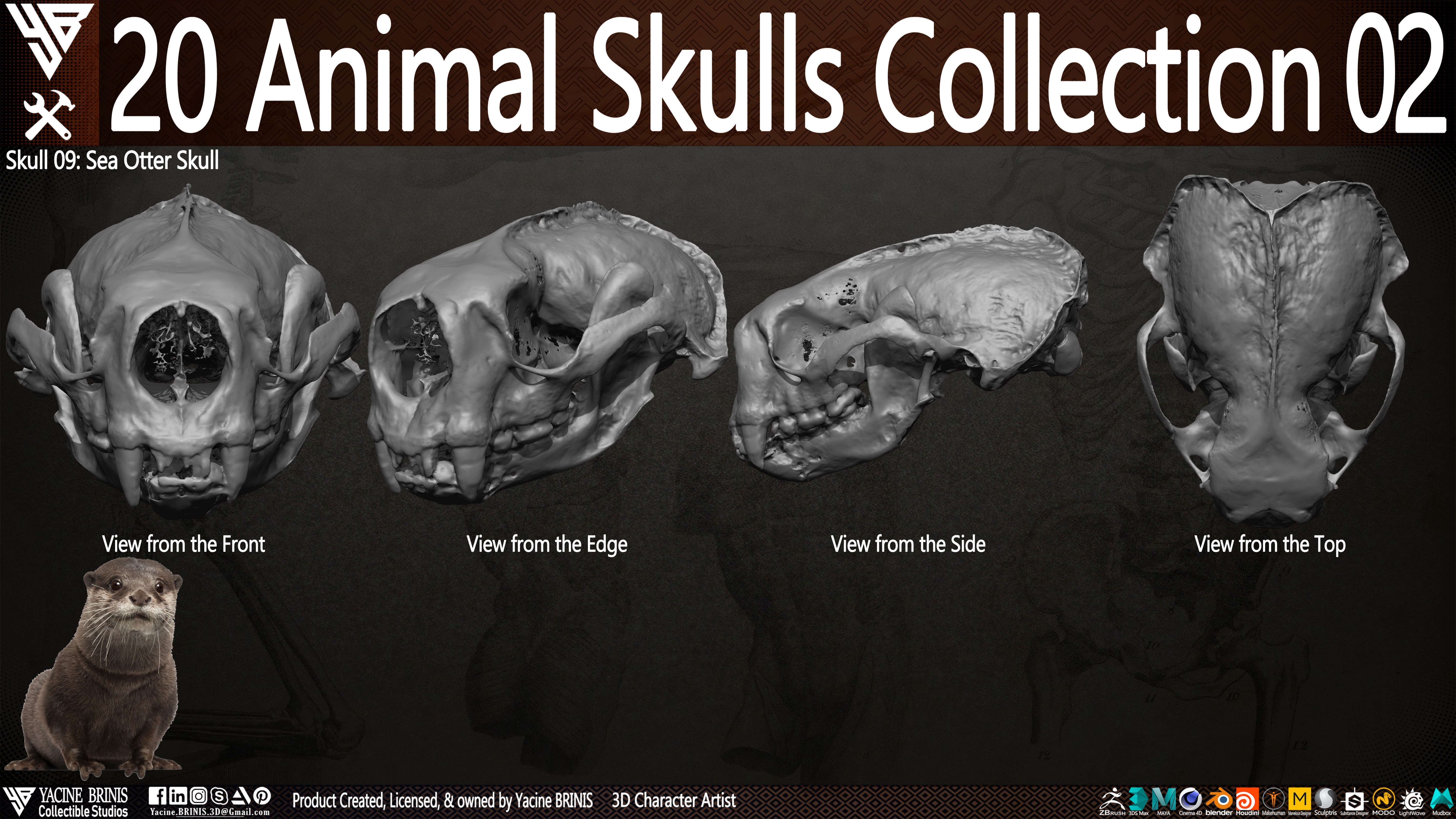 20 Animal Skulls Collection 02 Low-poly 3D model_12