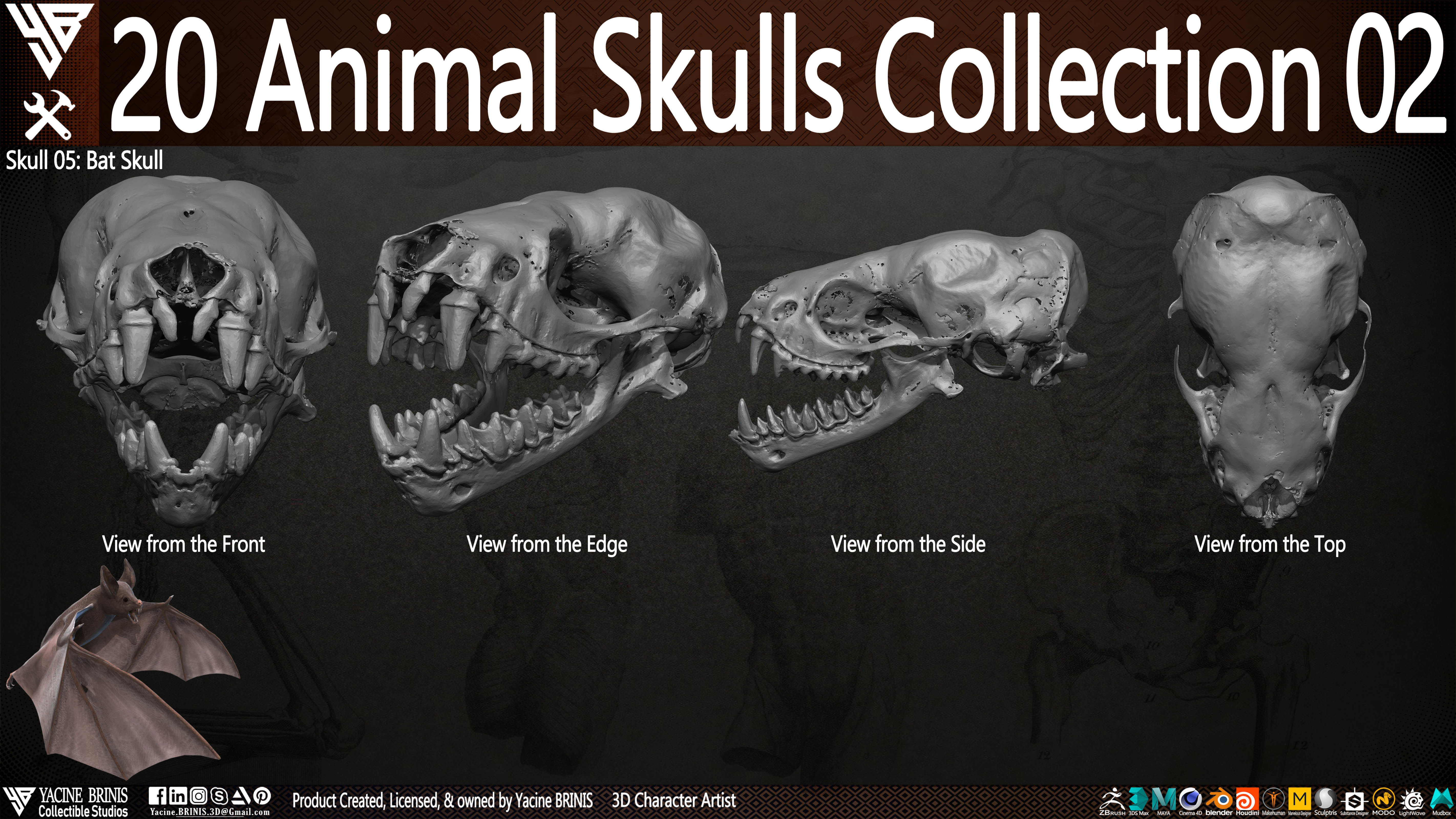 20 Animal Skulls Collection 02 Low-poly 3D model_9