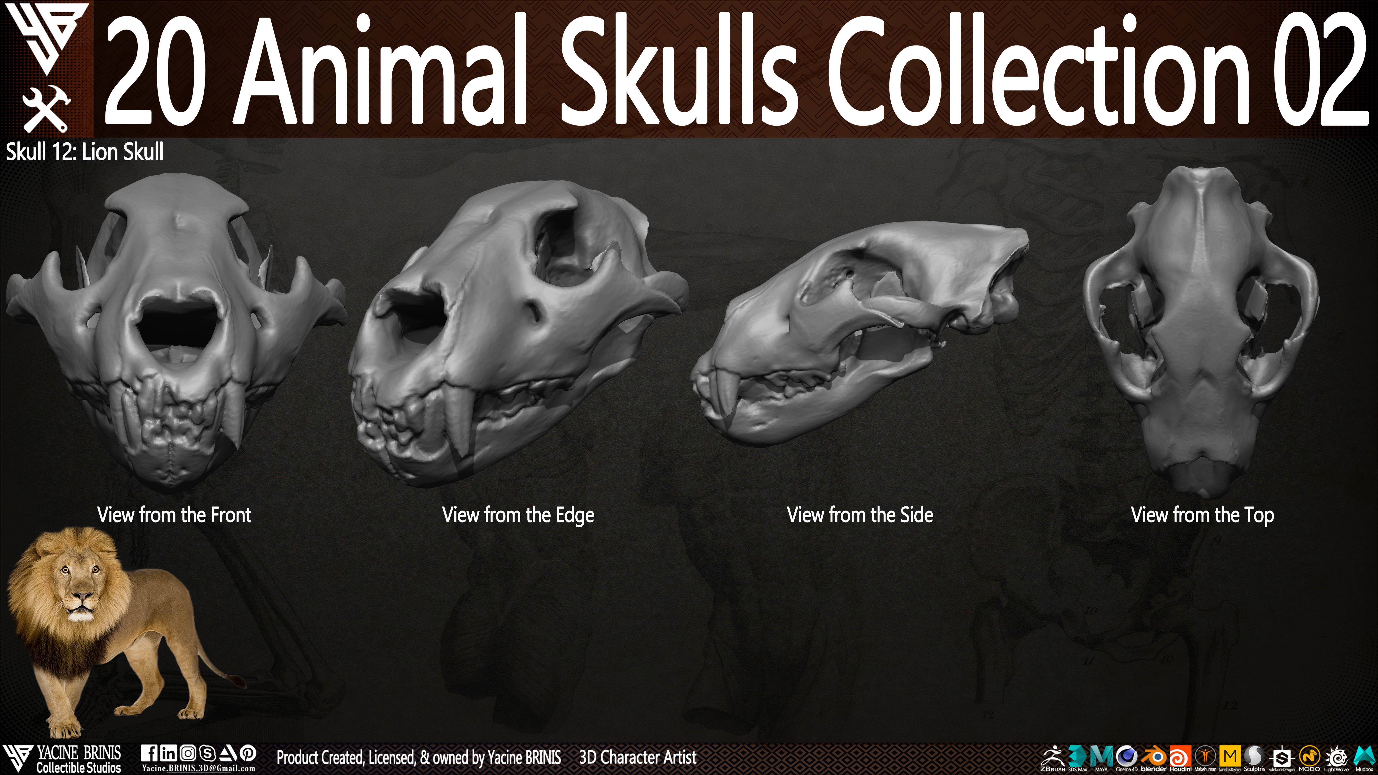20 Animal Skulls Collection 02 Low-poly 3D model_16