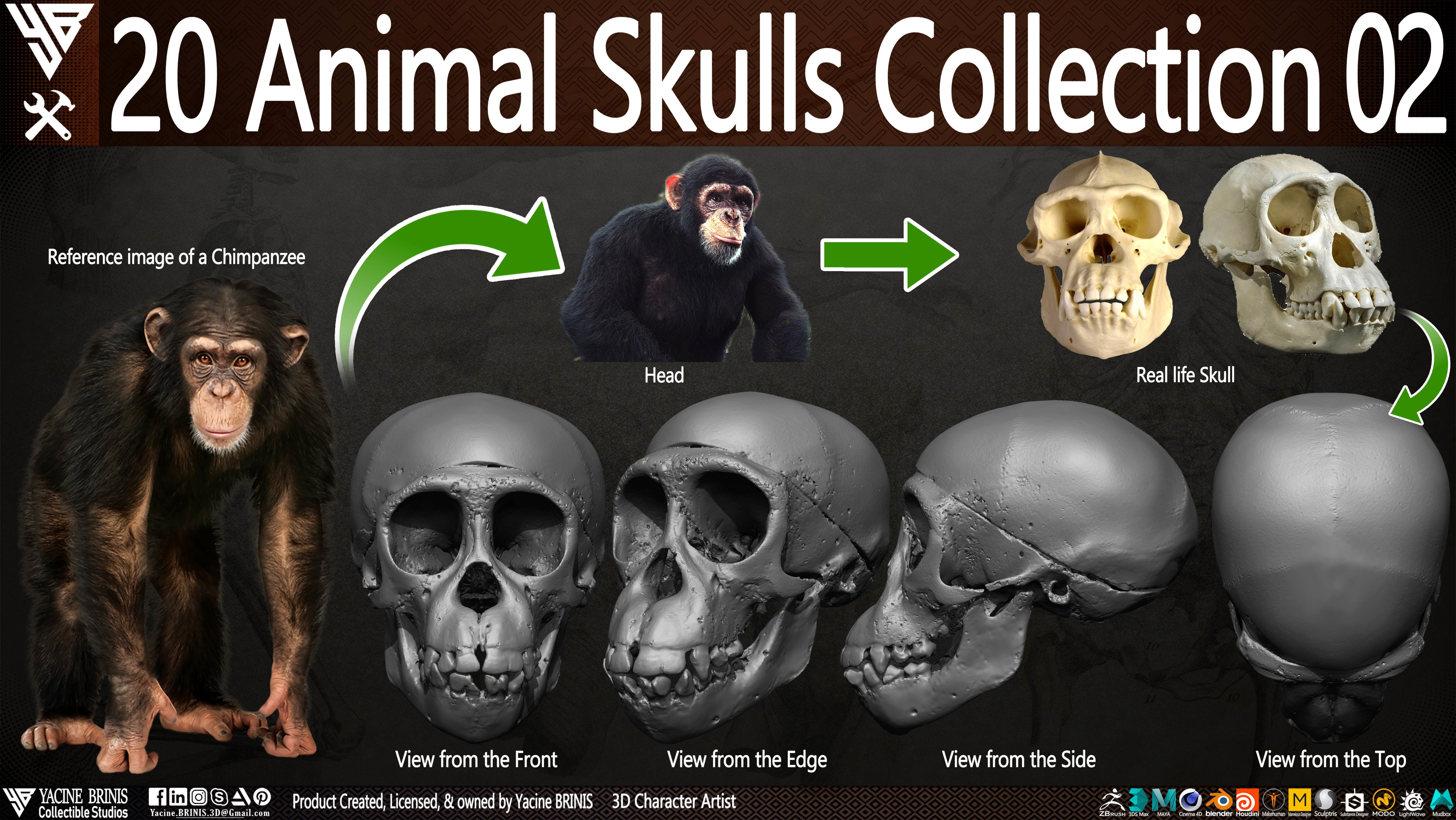 20 Animal Skulls Collection 02 Low-poly 3D model_1