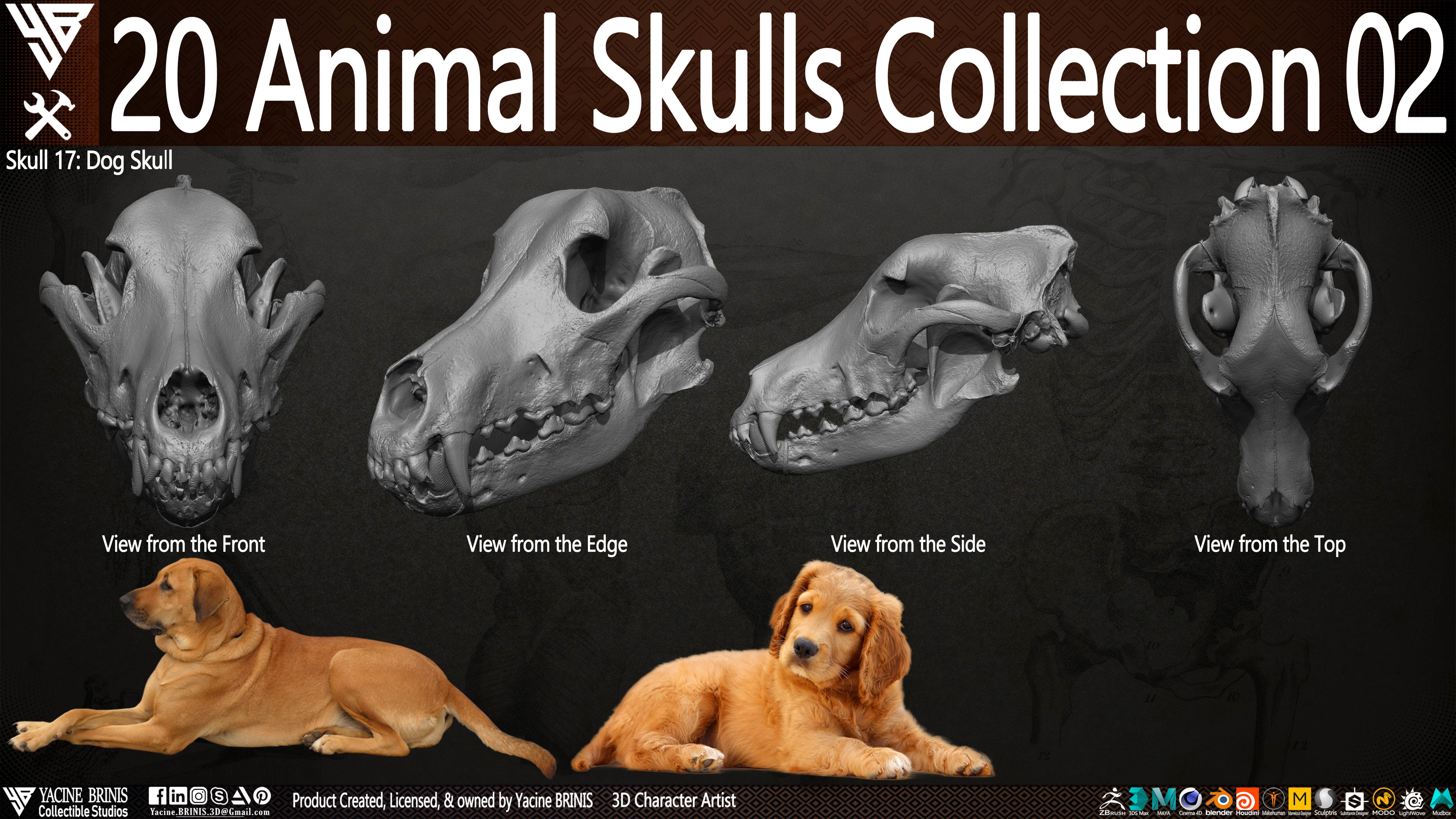20 Animal Skulls Collection 02 Low-poly 3D model_24