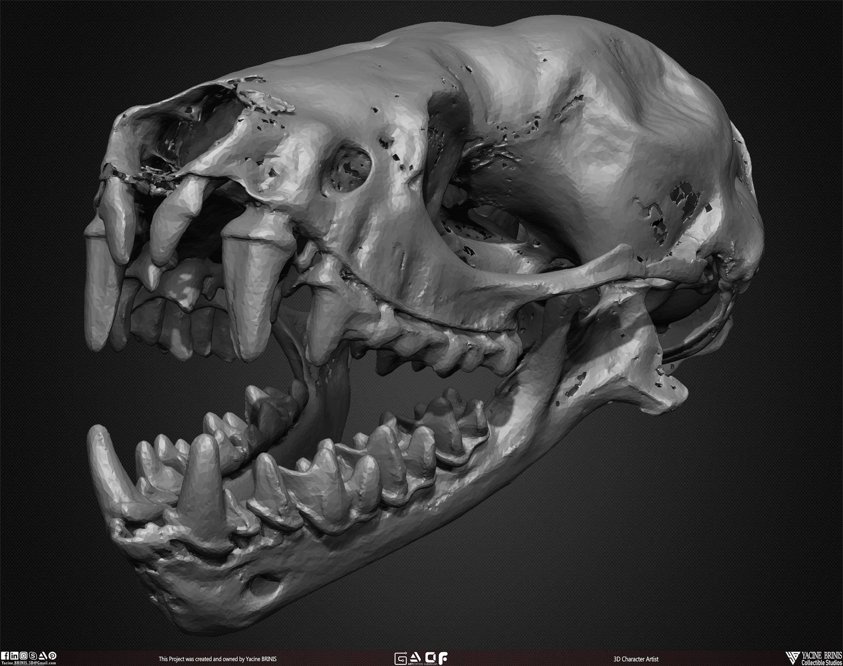 20 Animal Skulls Collection 02 Low-poly 3D model_35