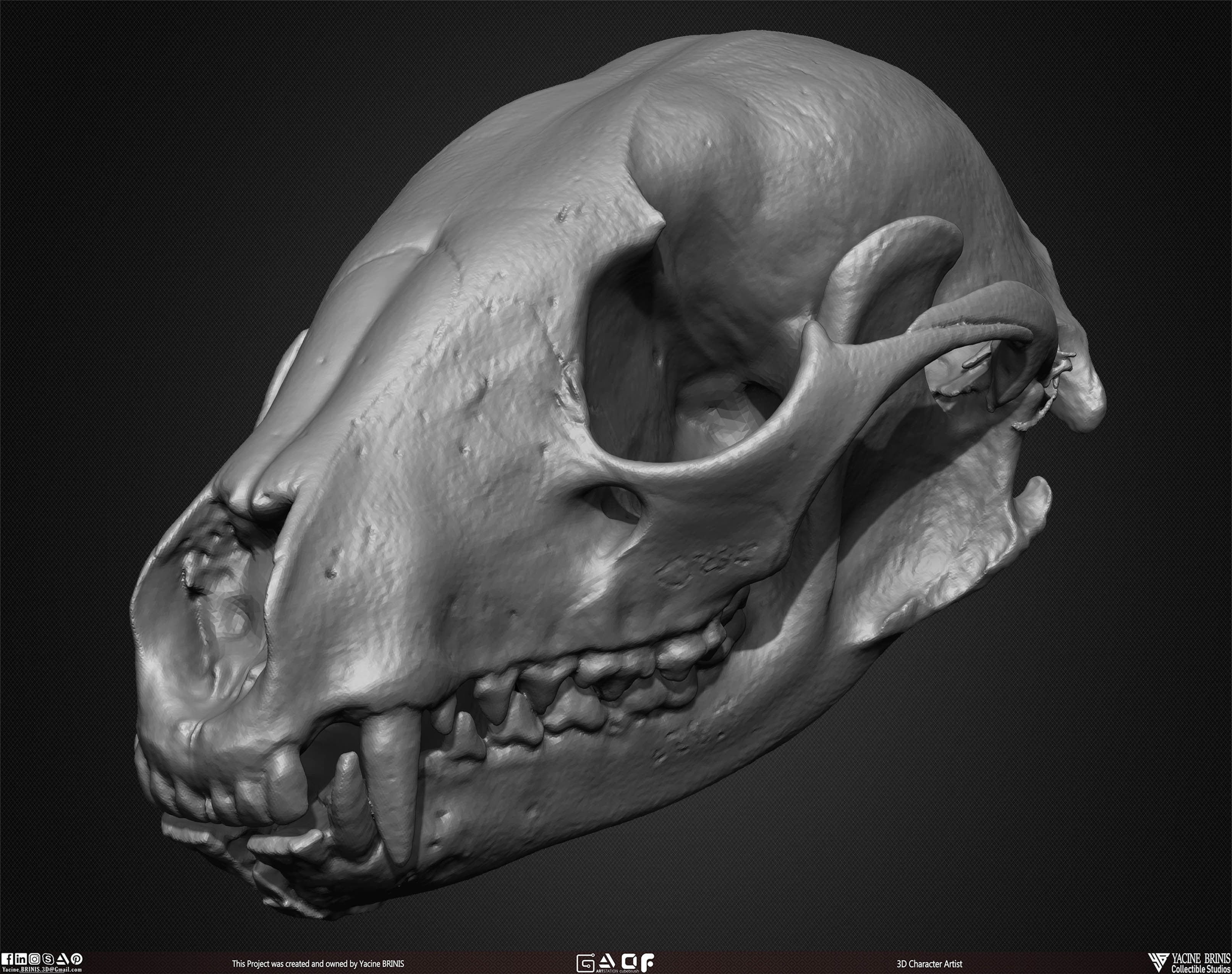 20 Animal Skulls Collection 02 Low-poly 3D model_42