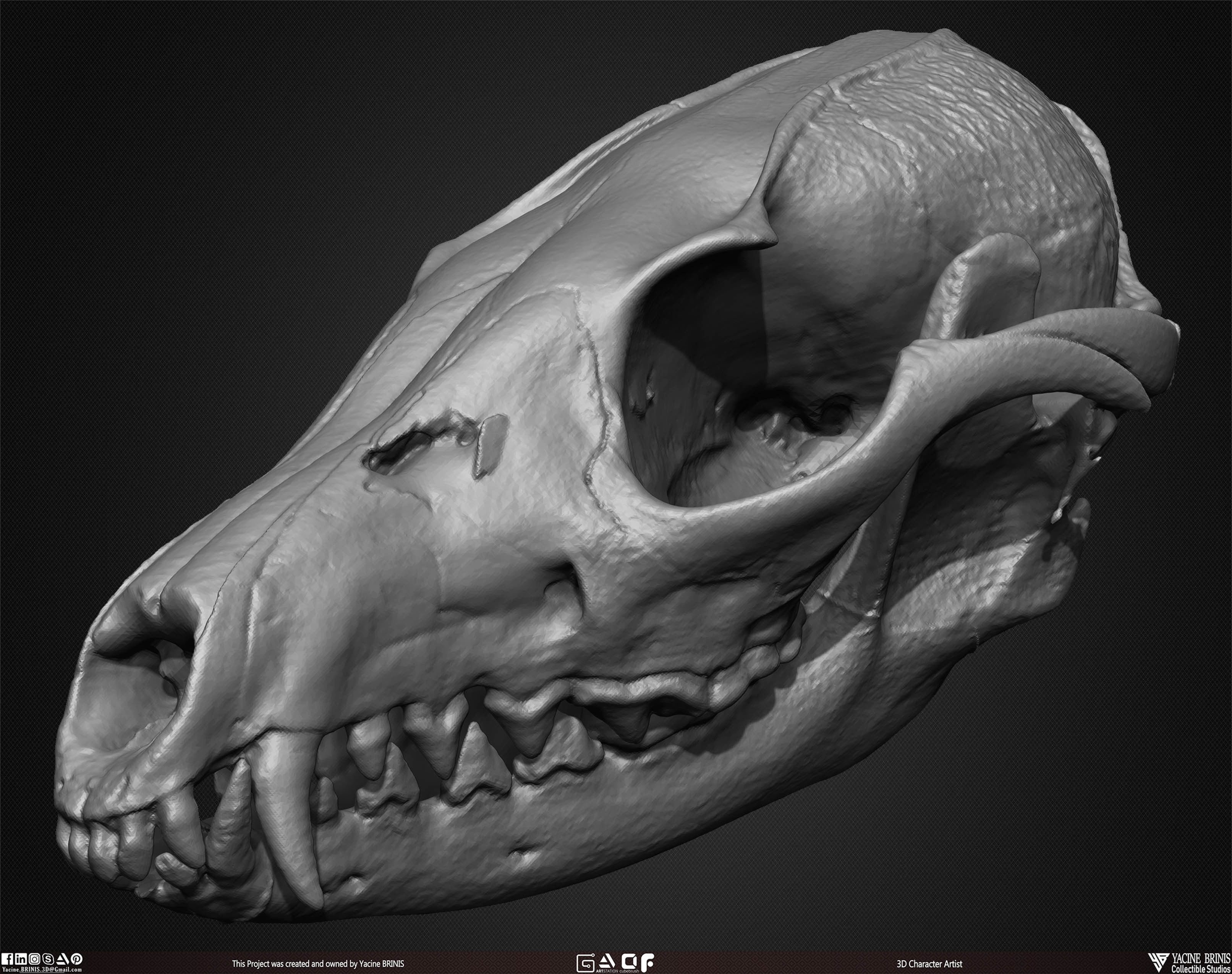 20 Animal Skulls Collection 02 Low-poly 3D model_47