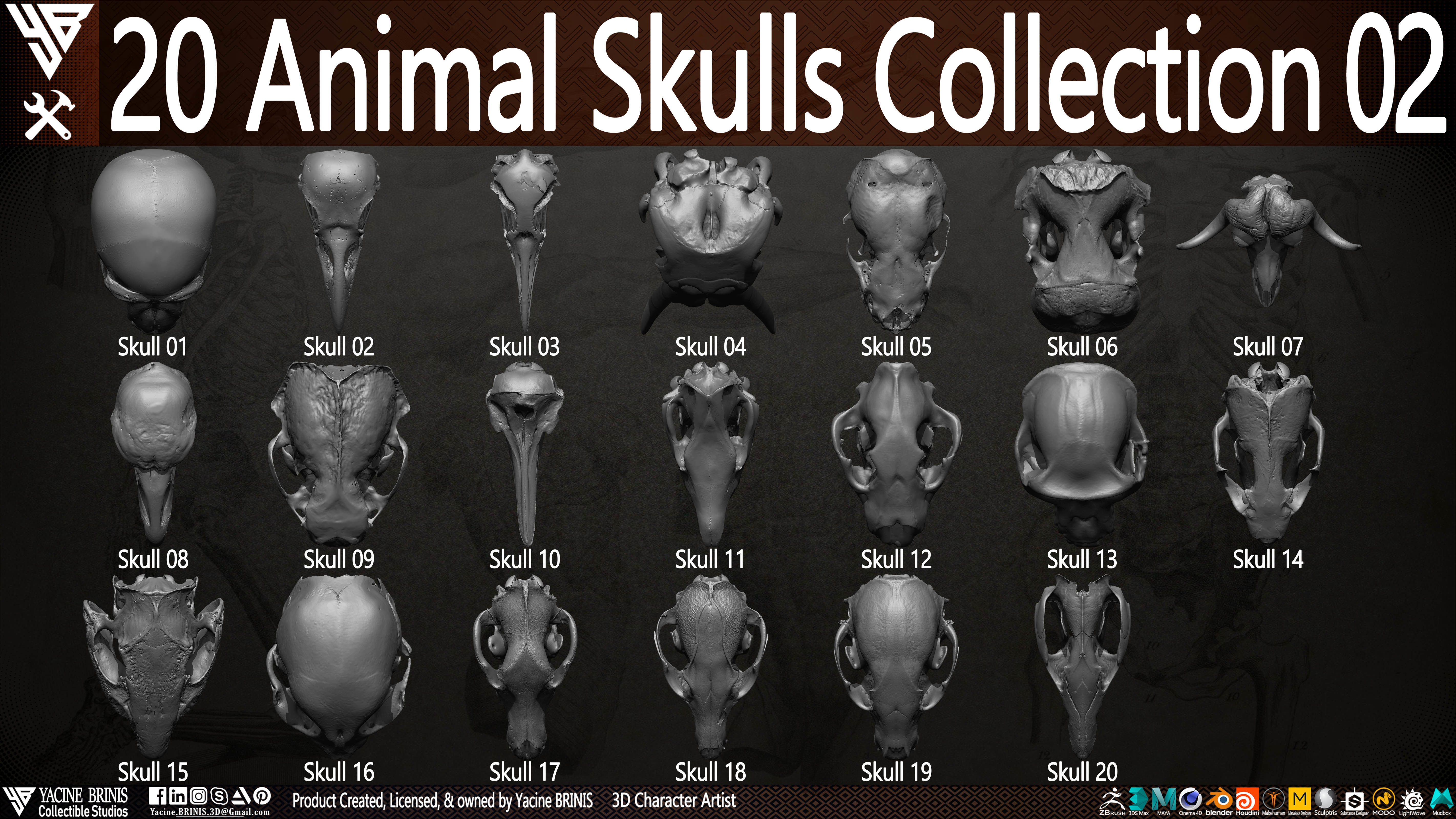 20 Animal Skulls Collection 02 Low-poly 3D model_5