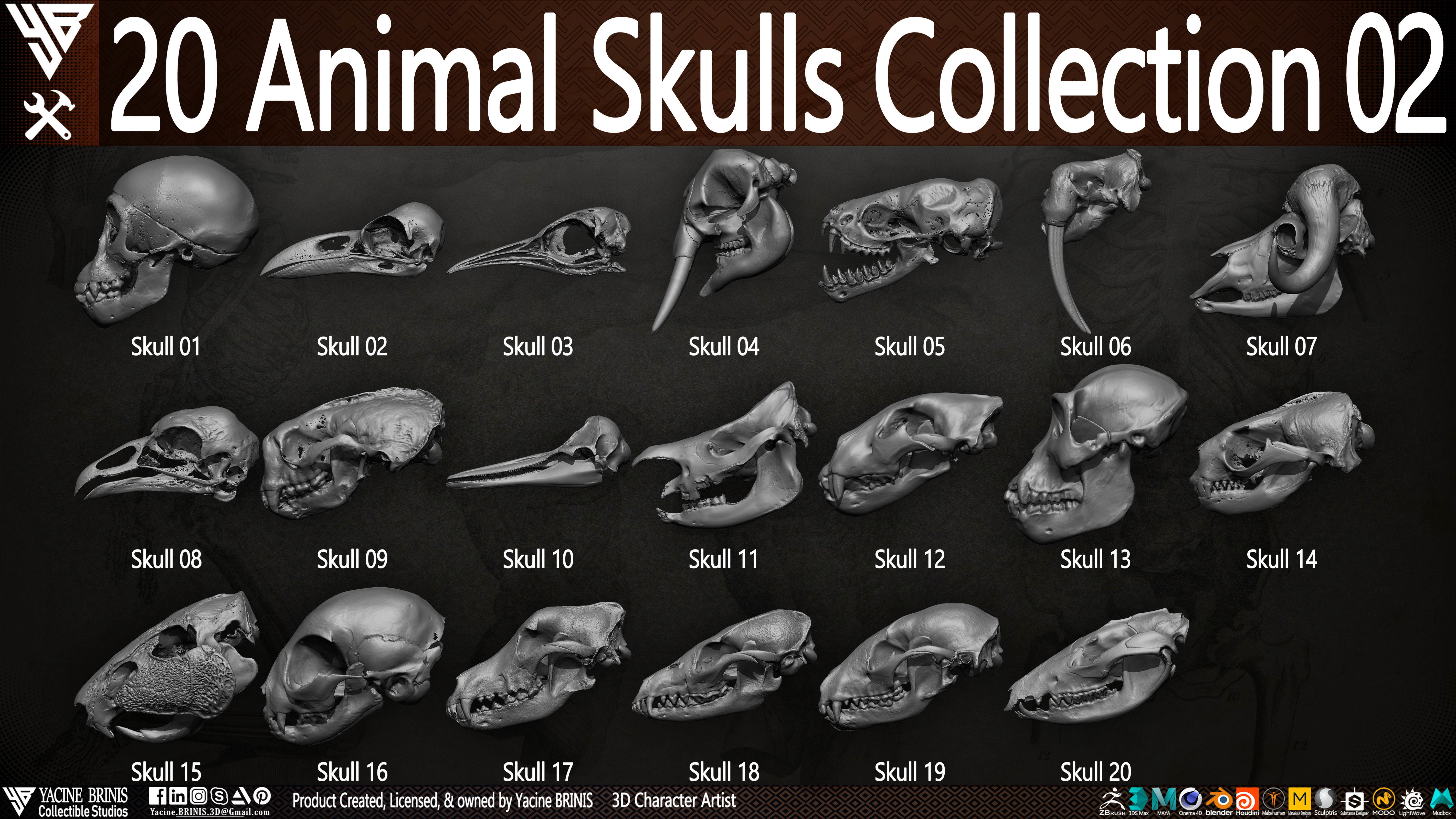 20 Animal Skulls Collection 02 Low-poly 3D model_4