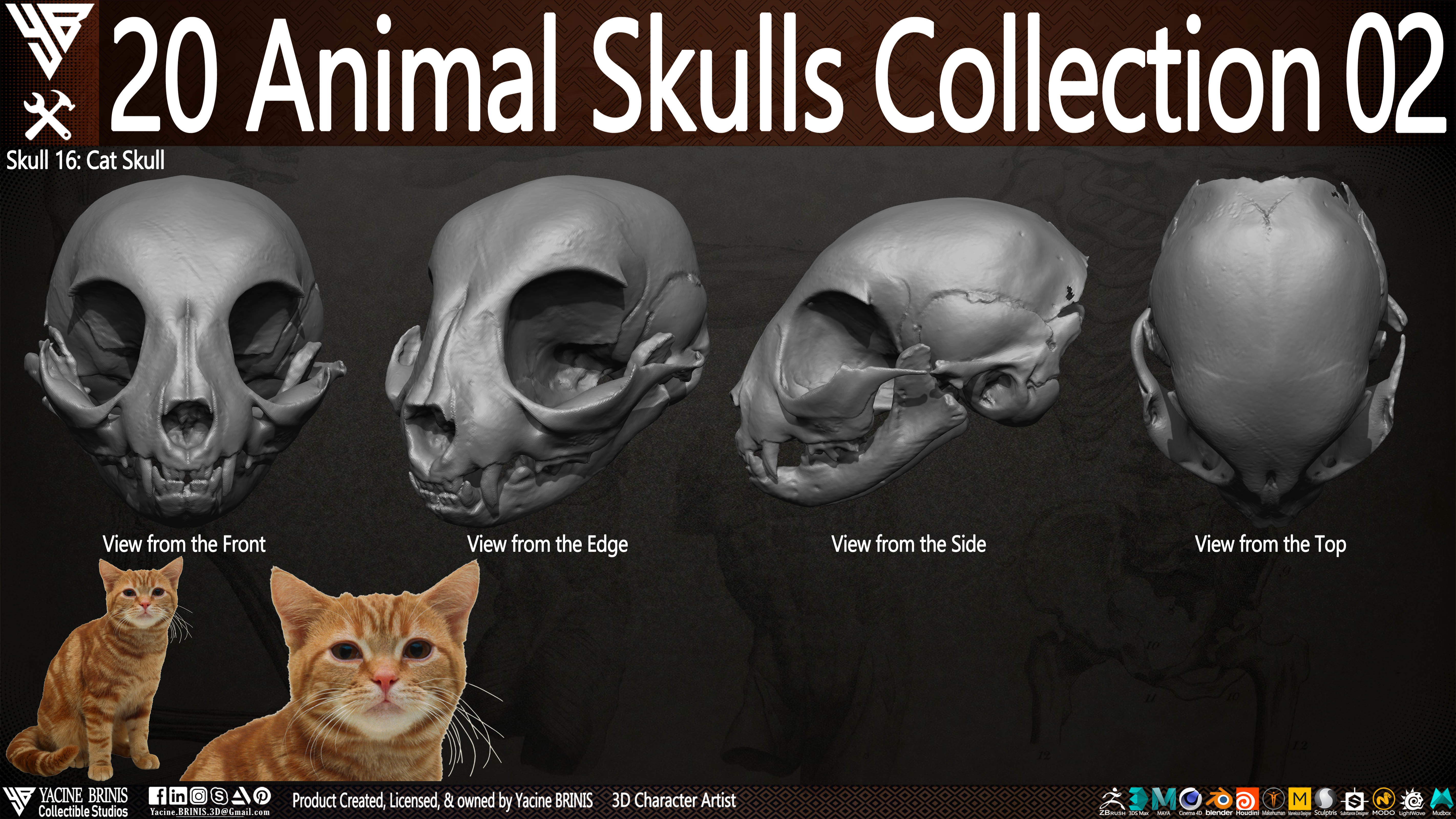 20 Animal Skulls Collection 02 Low-poly 3D model_25