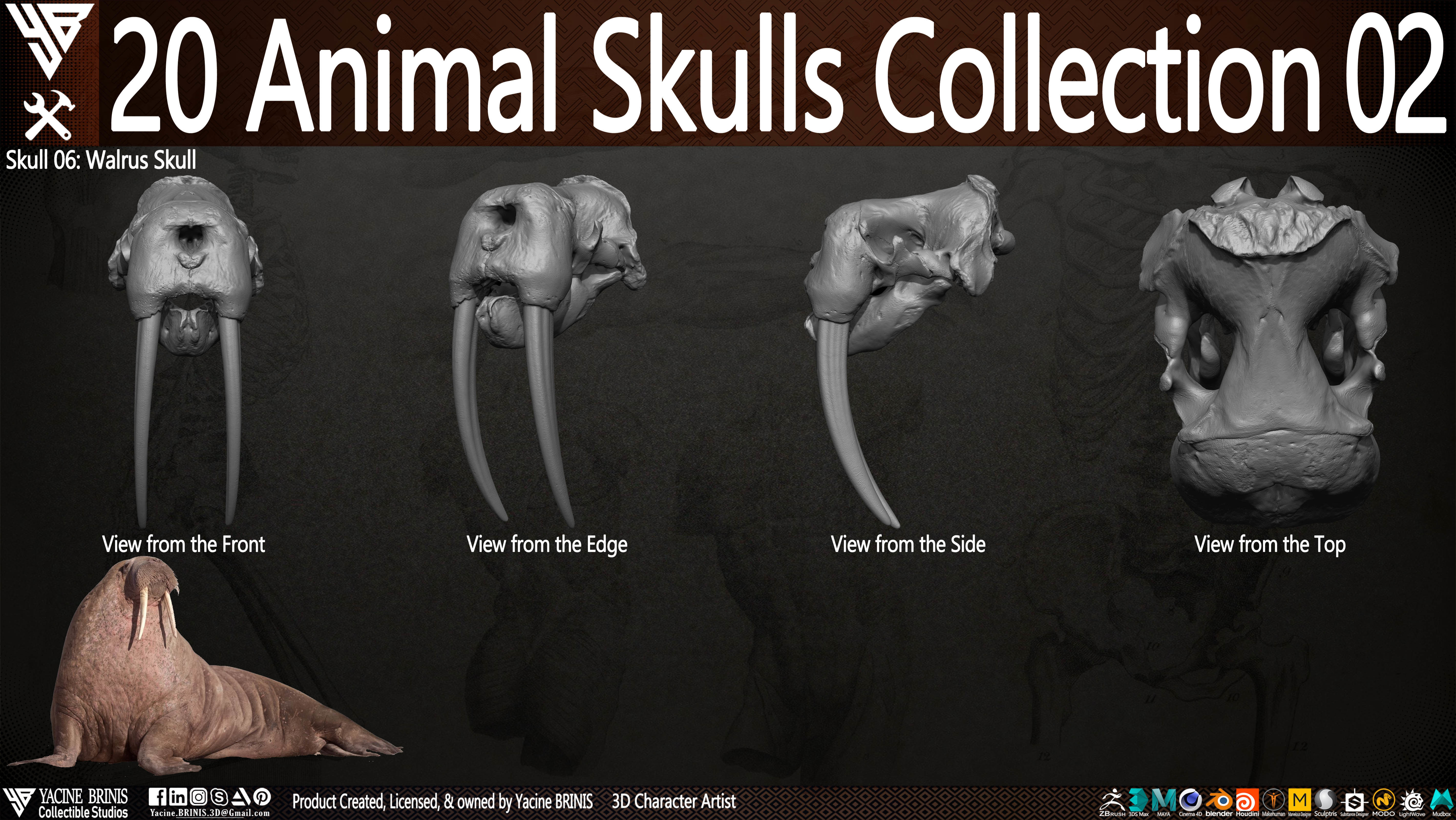 20 Animal Skulls Collection 02 Low-poly 3D model_14