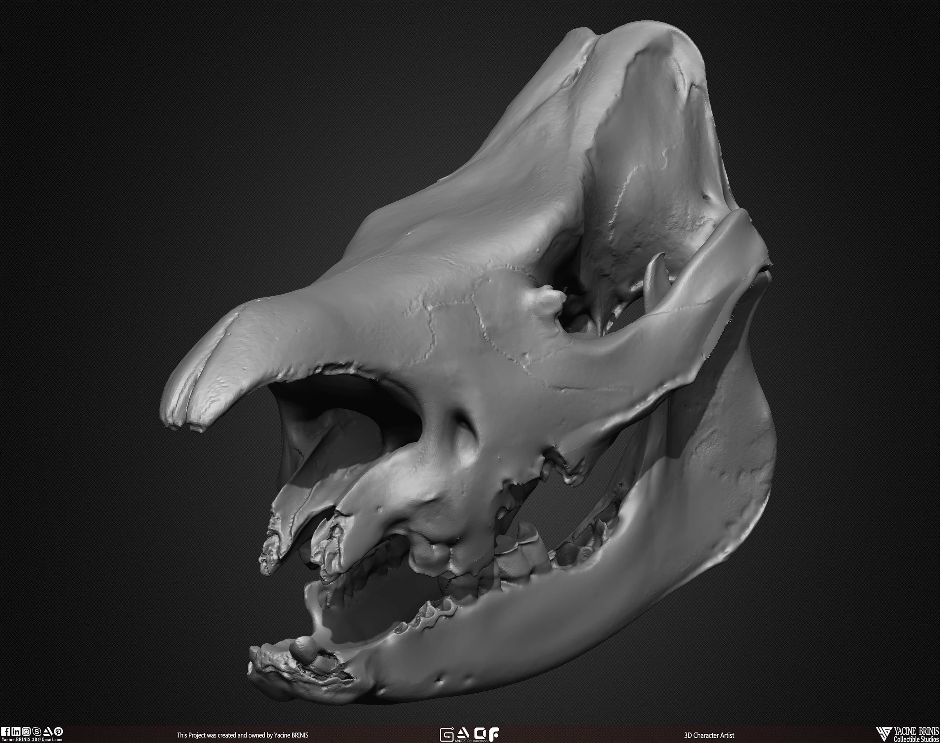 20 Animal Skulls Collection 02 Low-poly 3D model_33