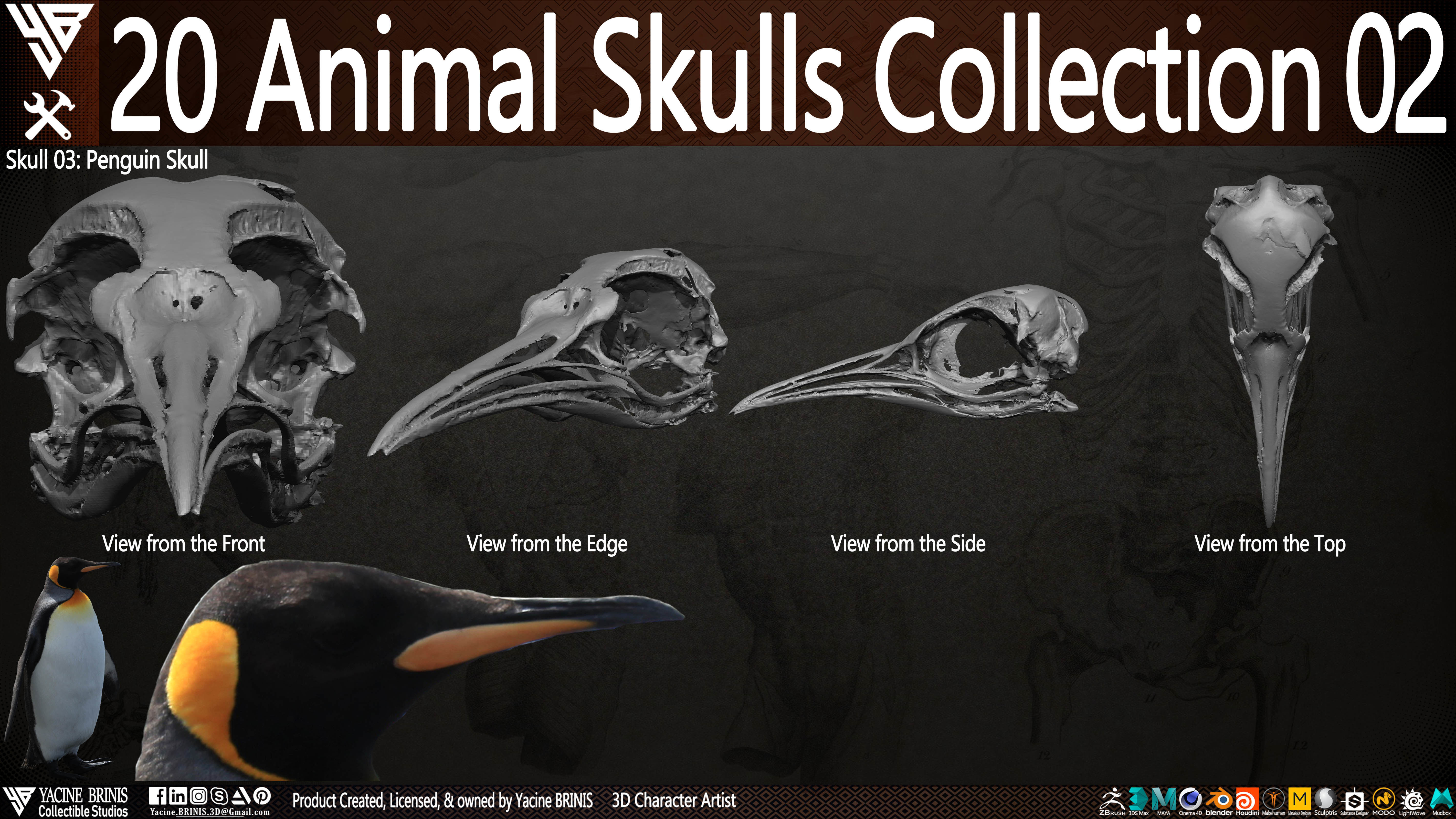 20 Animal Skulls Collection 02 Low-poly 3D model_8