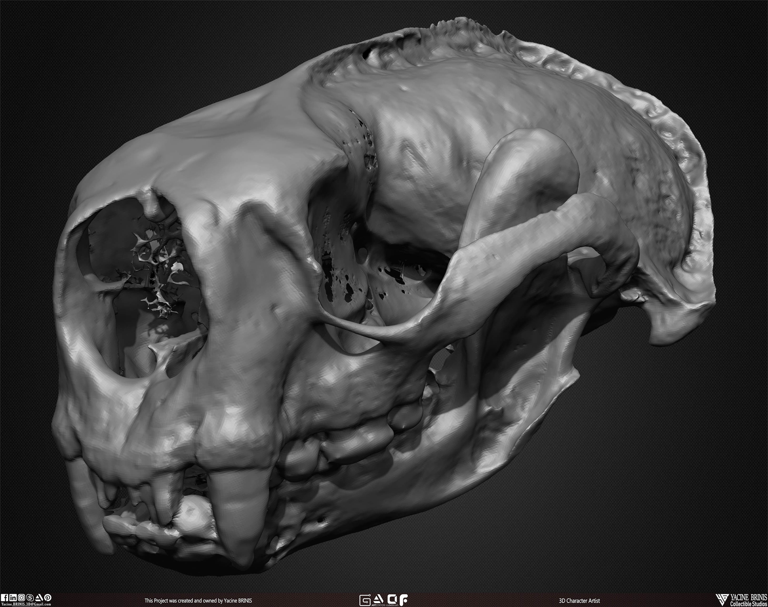 20 Animal Skulls Collection 02 Low-poly 3D model_34