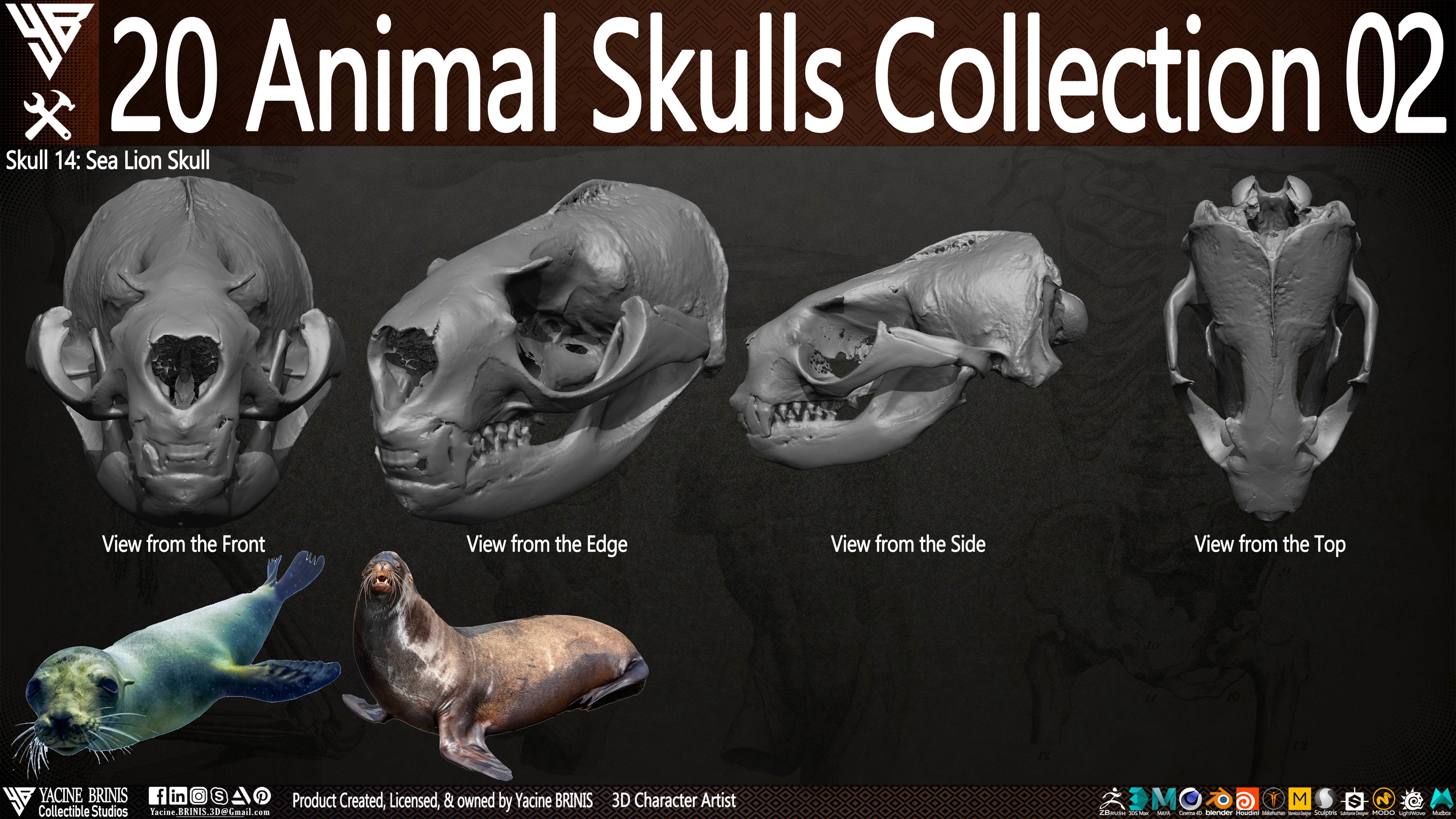 20 Animal Skulls Collection 02 Low-poly 3D model_20