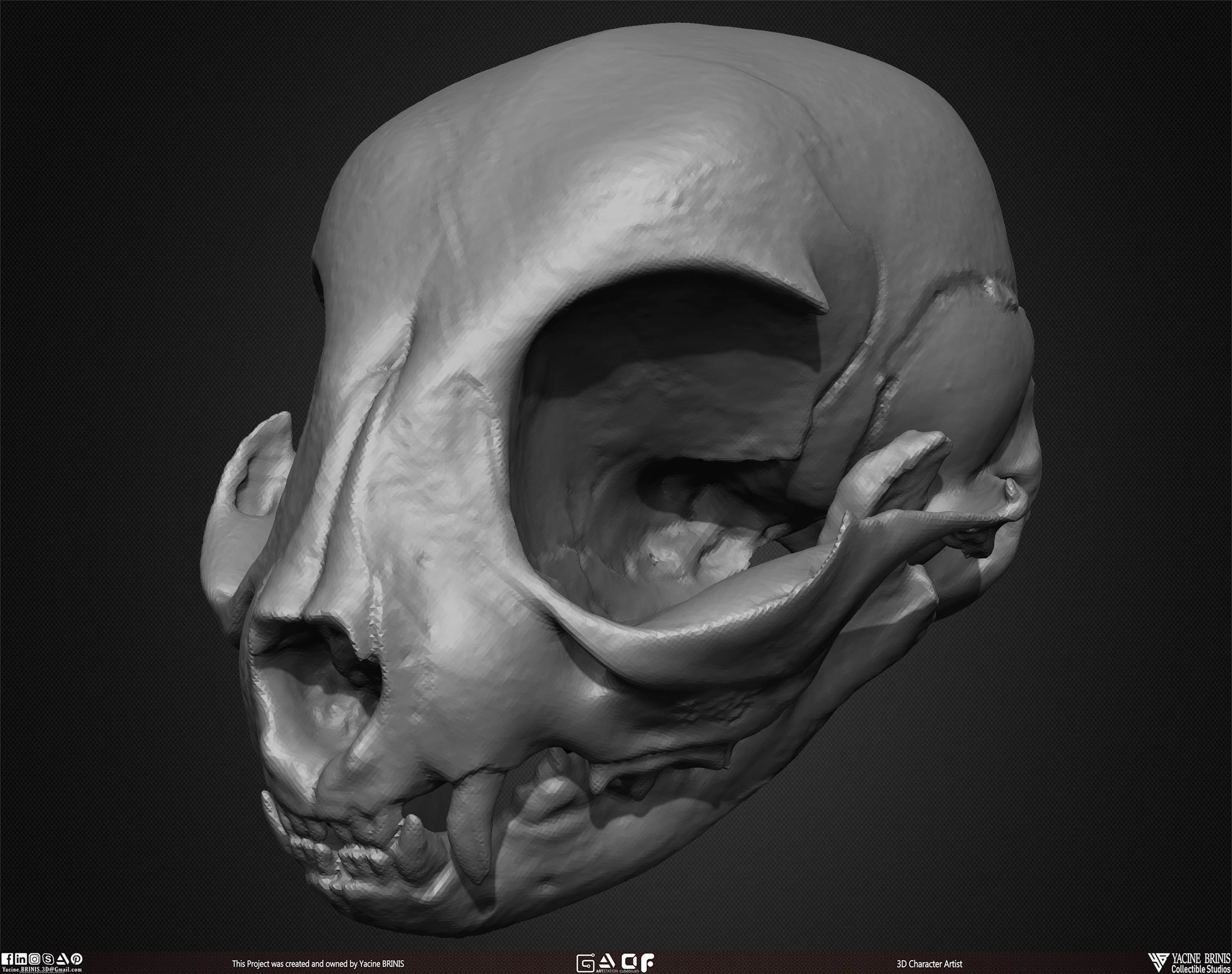 20 Animal Skulls Collection 02 Low-poly 3D model_46