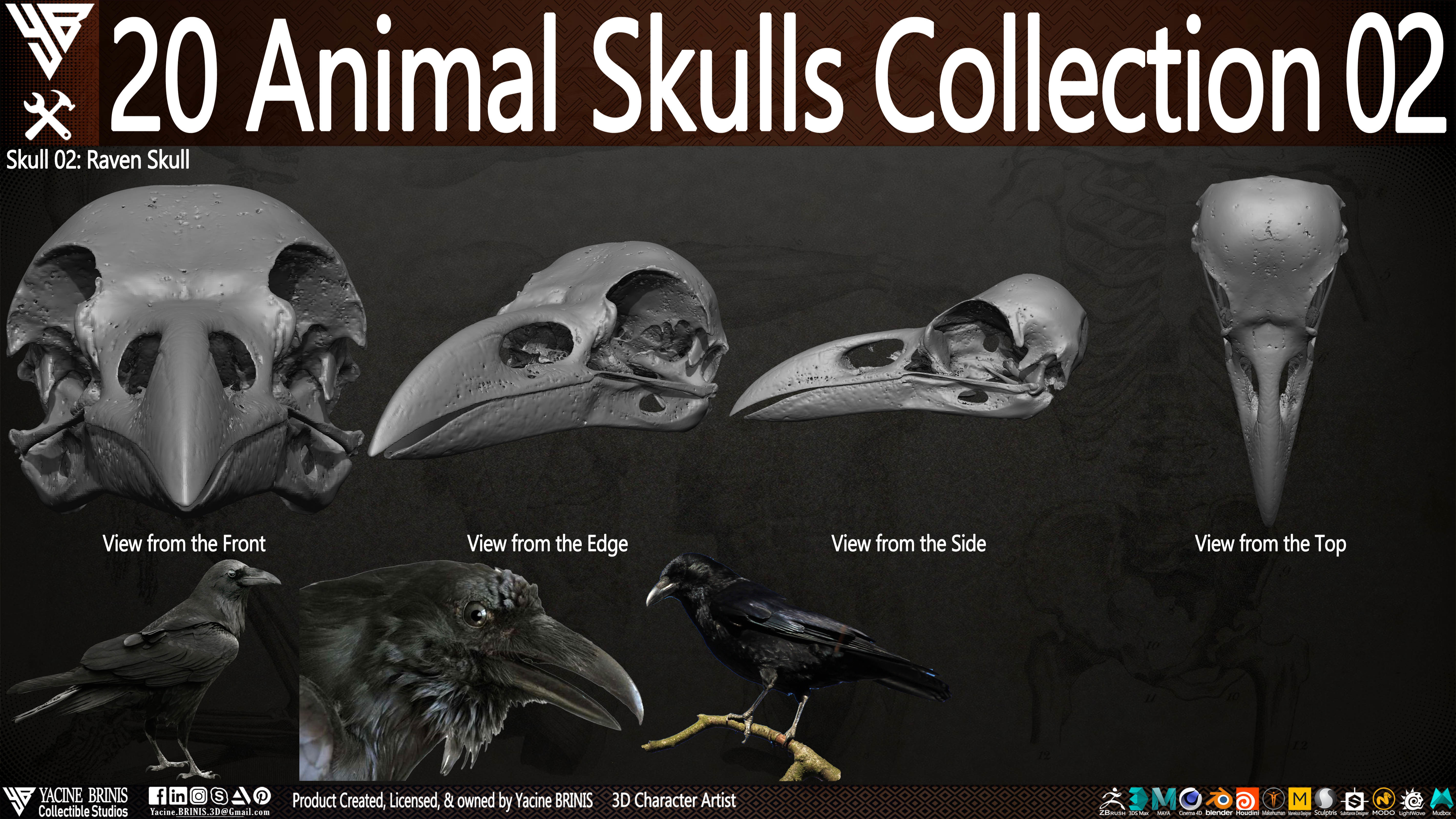 20 Animal Skulls Collection 02 Low-poly 3D model_7