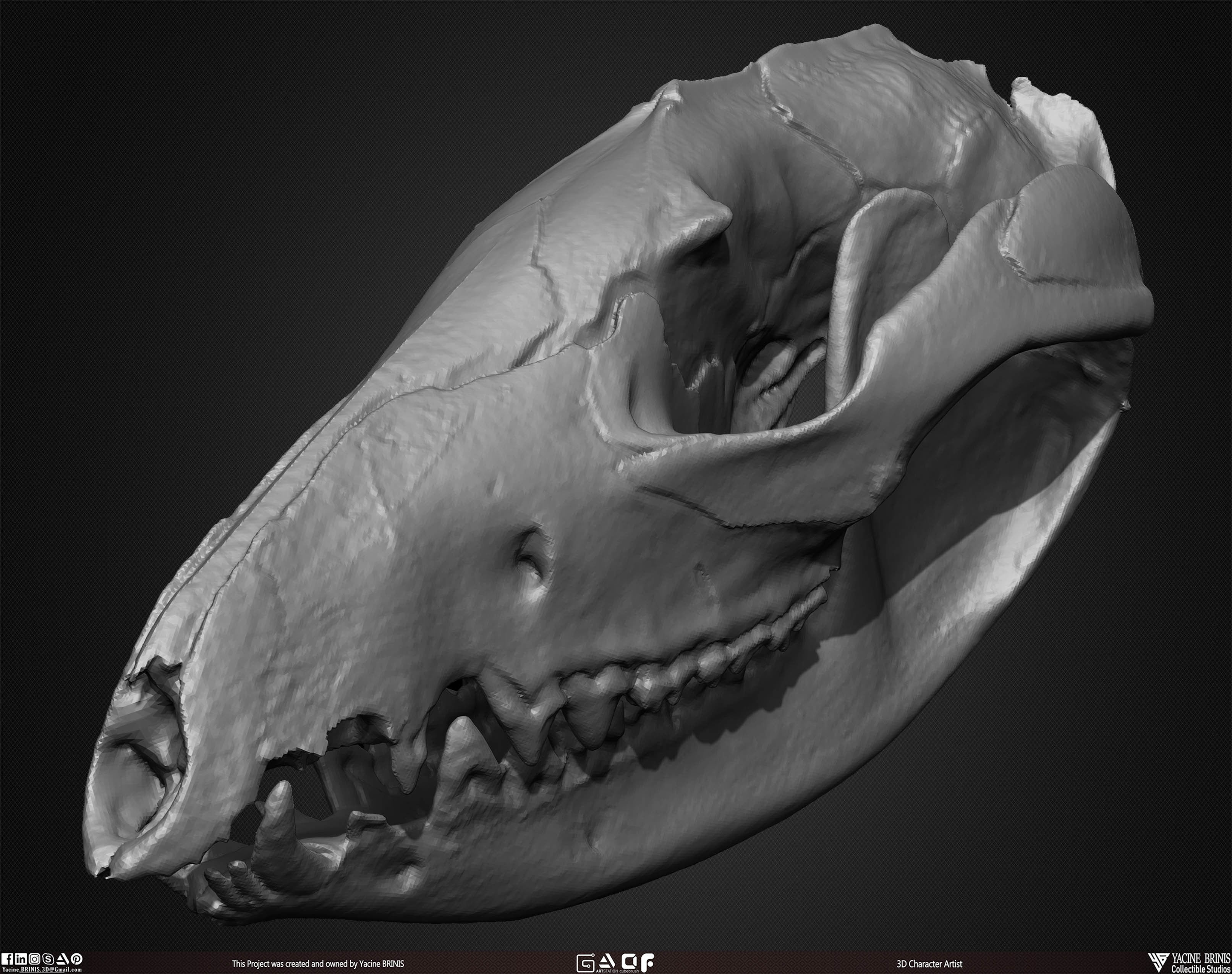 20 Animal Skulls Collection 02 Low-poly 3D model_40