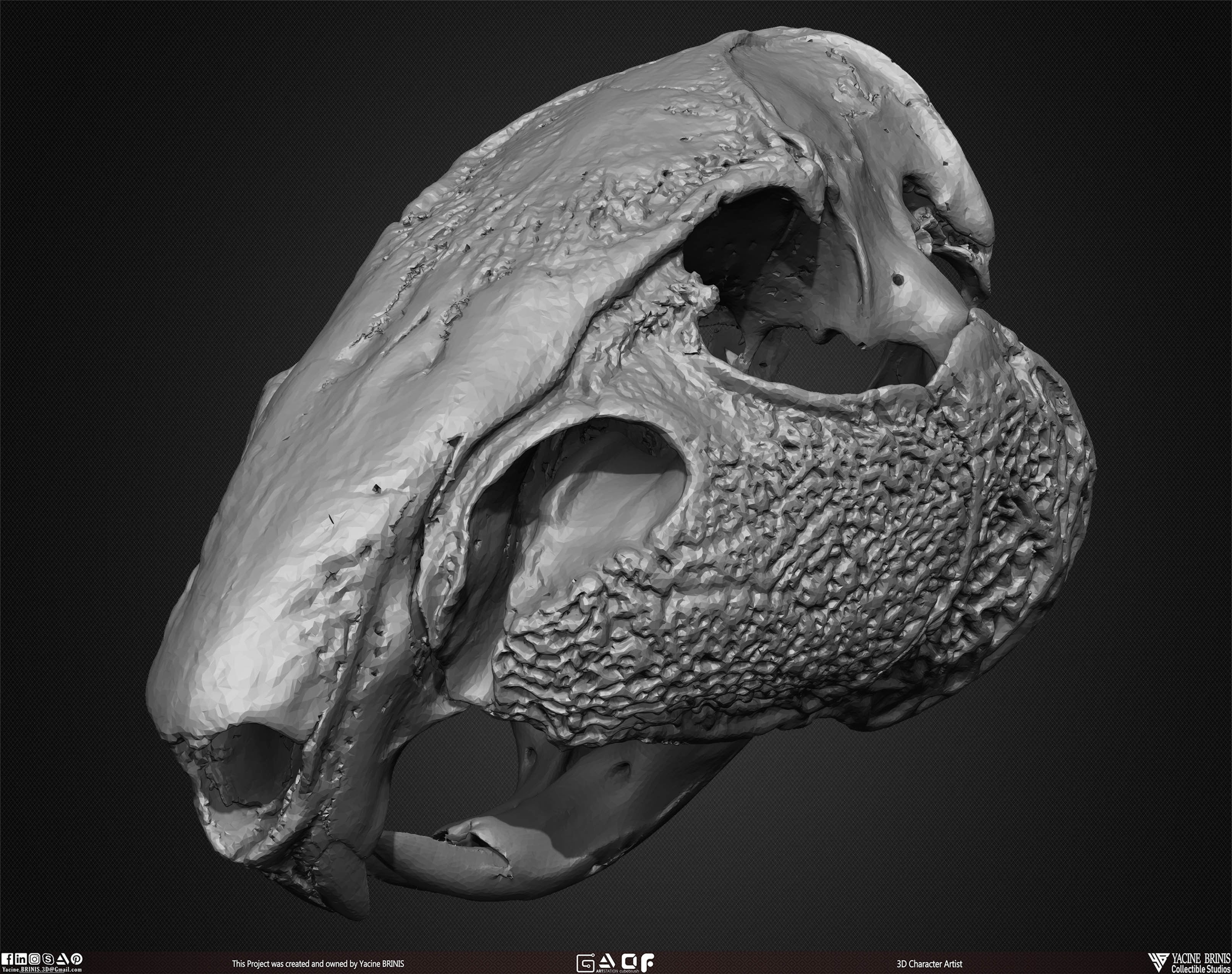 20 Animal Skulls Collection 02 Low-poly 3D model_41