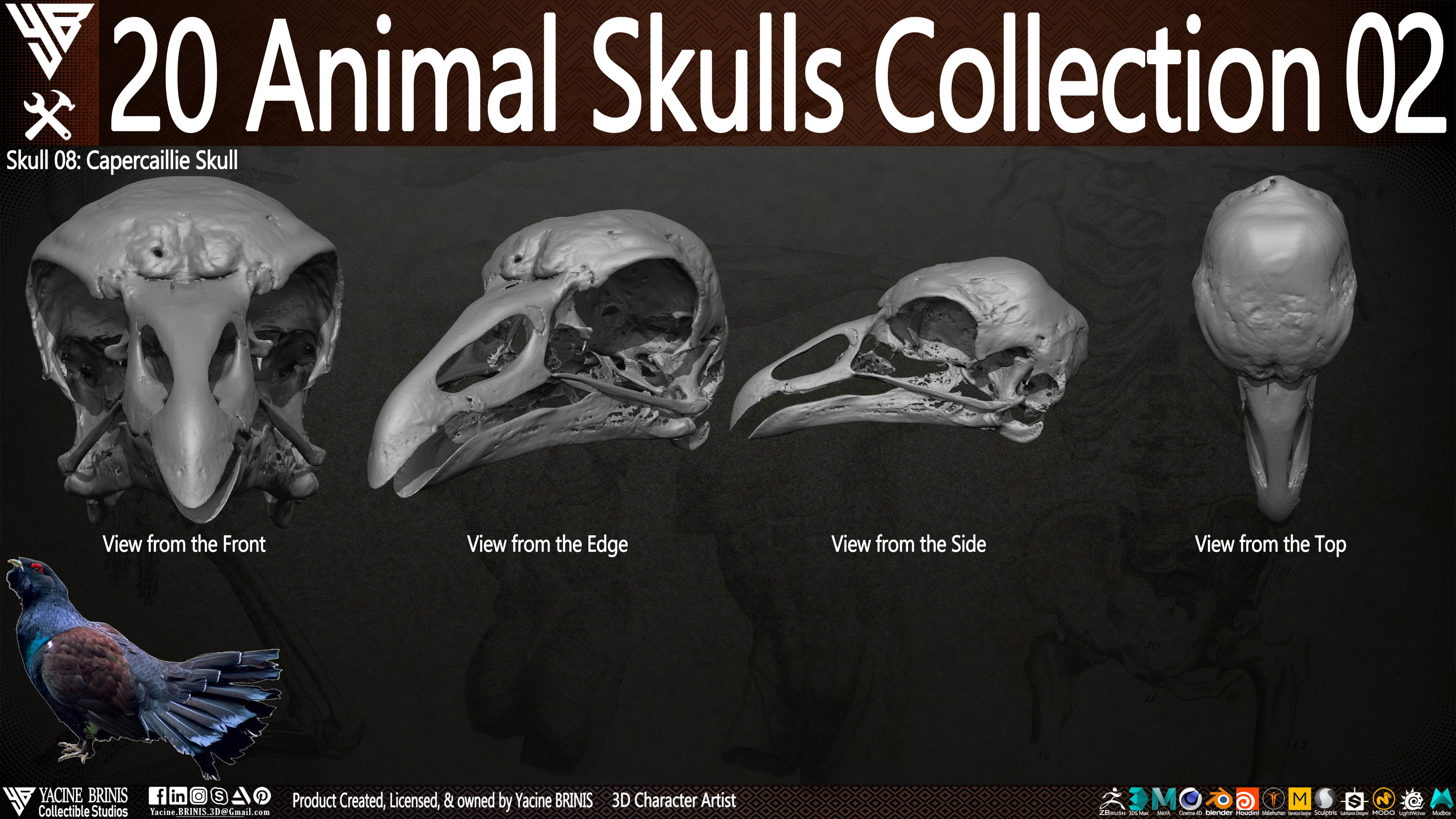 20 Animal Skulls Collection 02 Low-poly 3D model_13