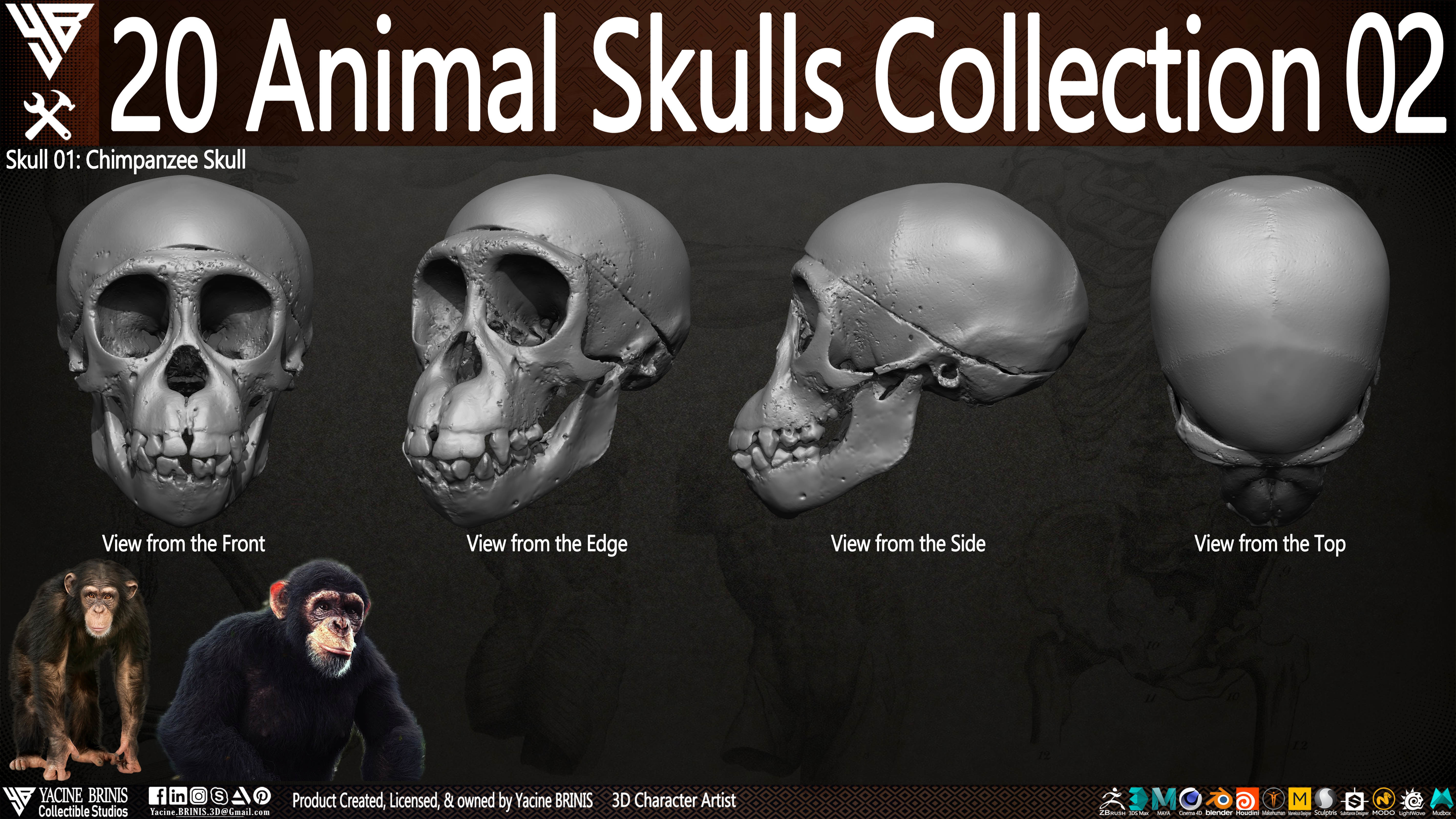 20 Animal Skulls Collection 02 Low-poly 3D model_6