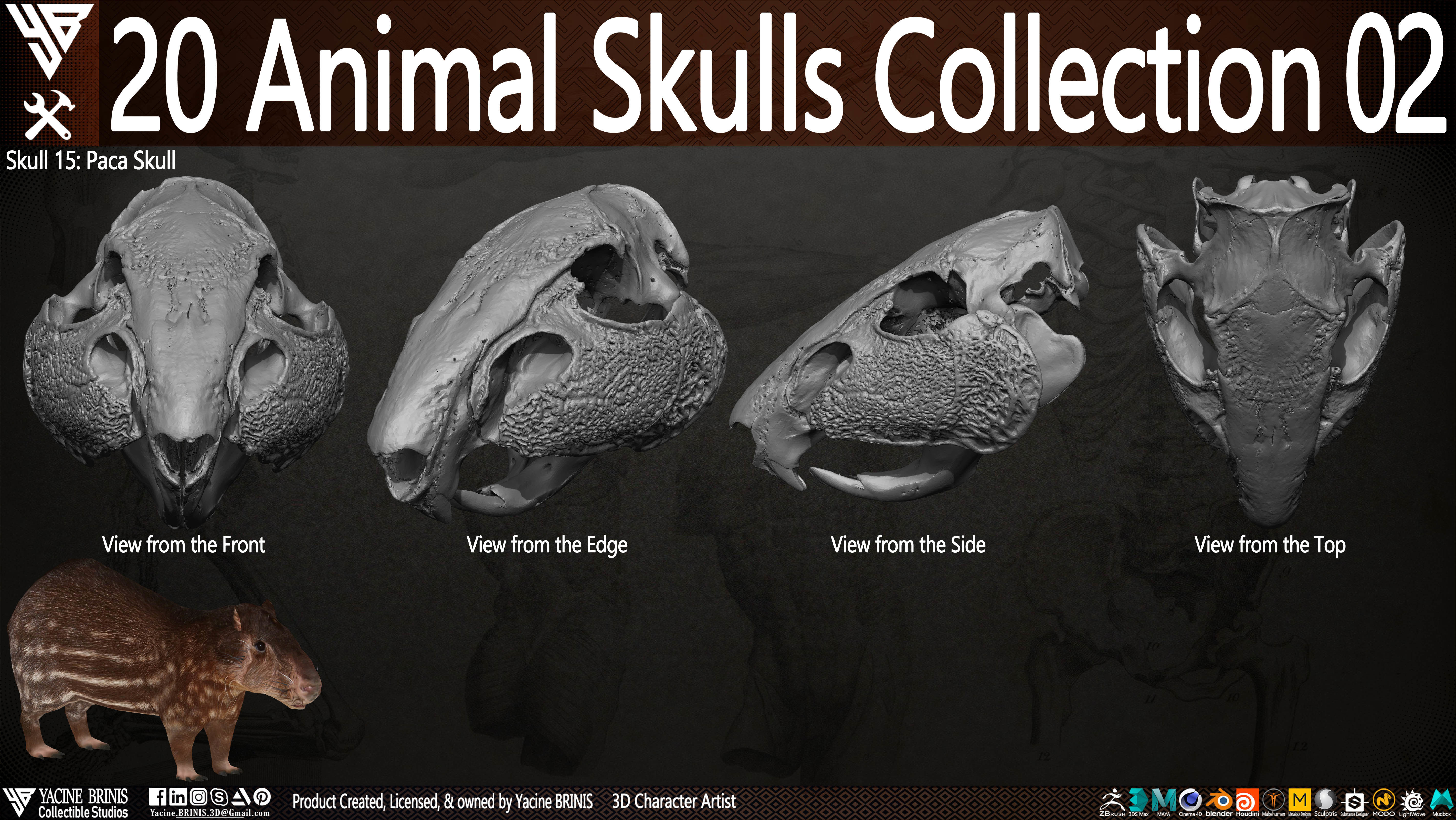 20 Animal Skulls Collection 02 Low-poly 3D model_18