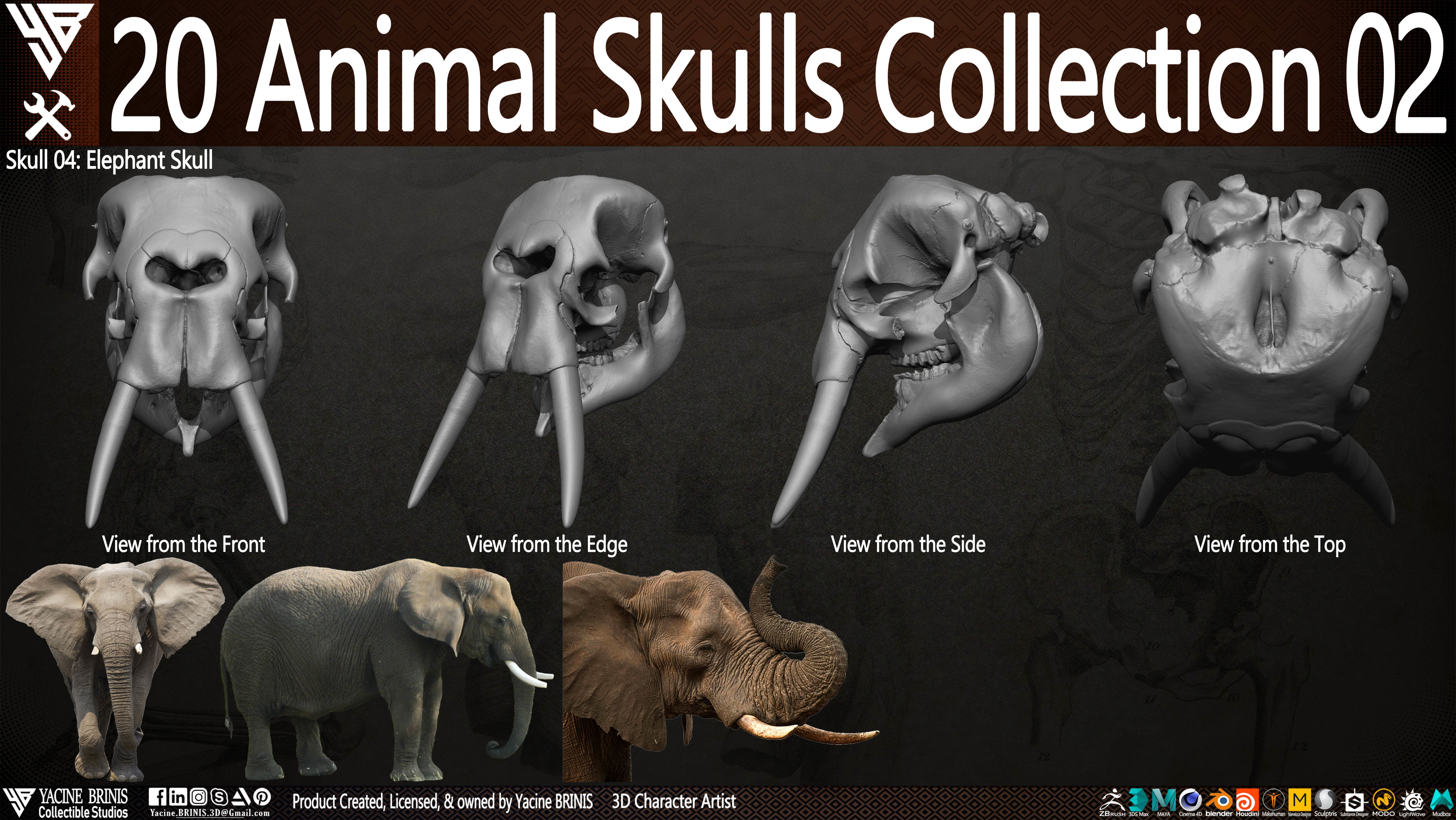 20 Animal Skulls Collection 02 Low-poly 3D model_10