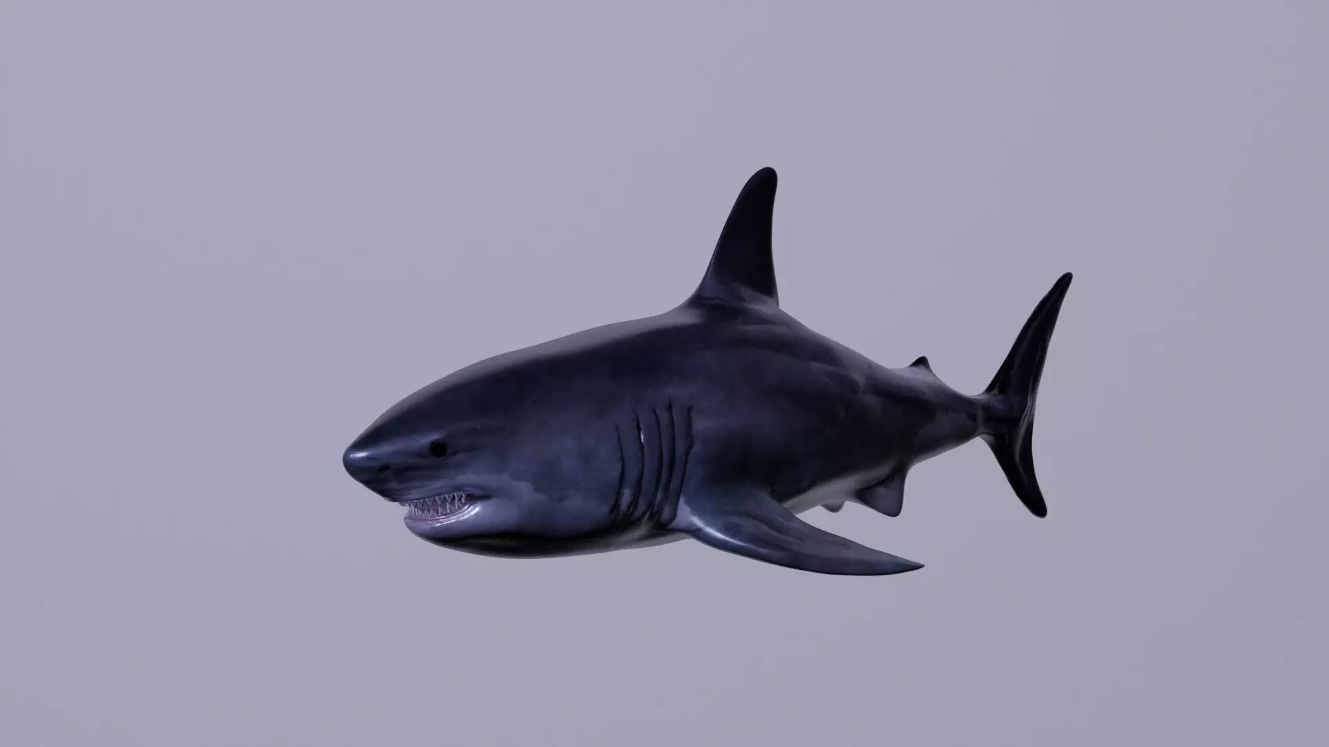 Great White Shark 3D print model_0