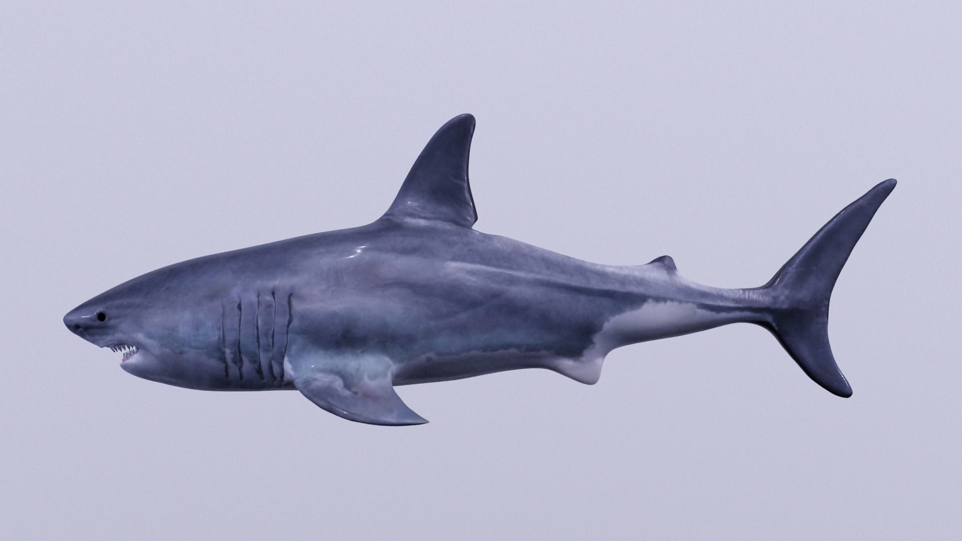Great White Shark 3D print model_1