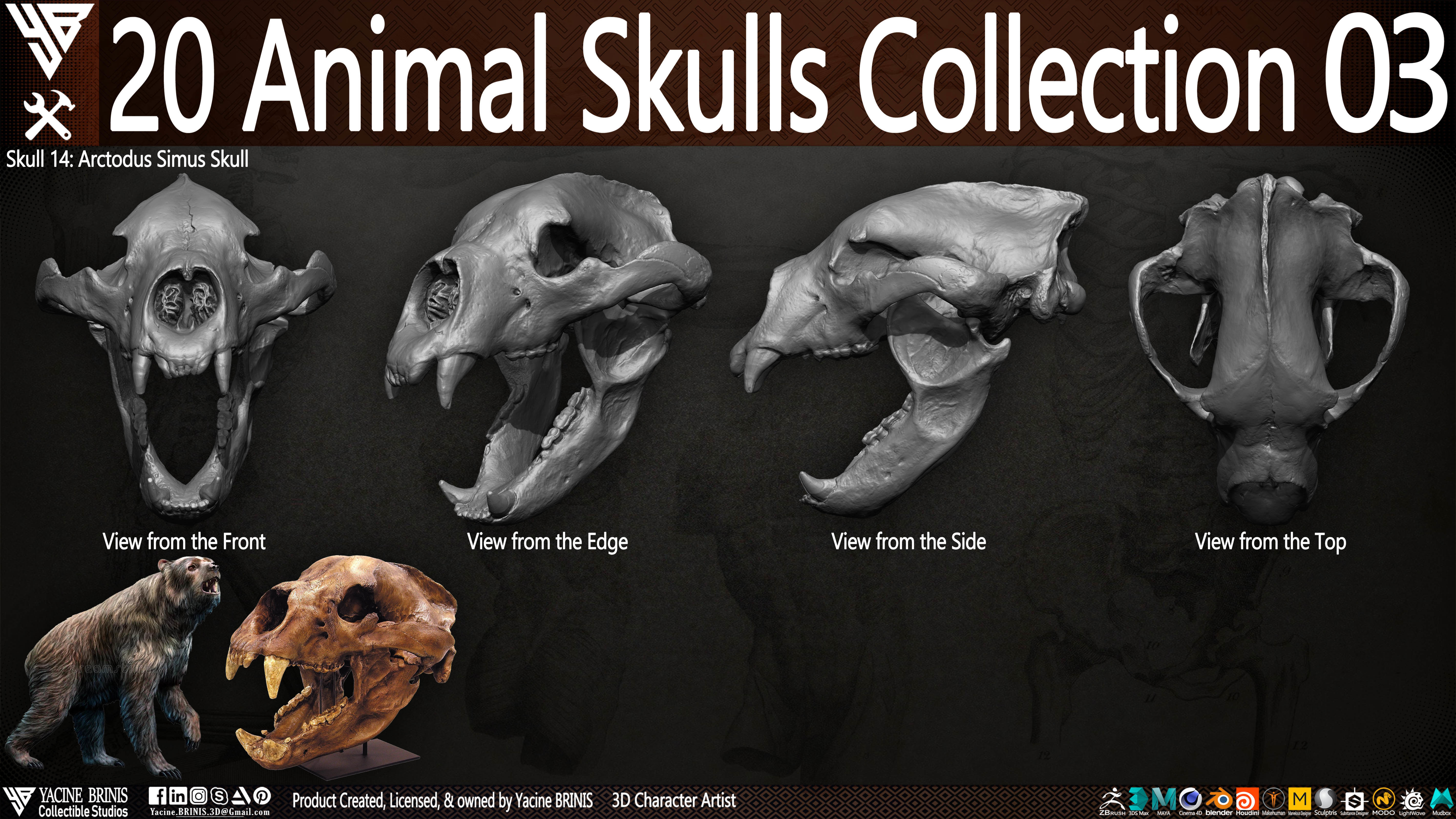 20 Animal Skulls Collection 03 Low-poly 3D model_19